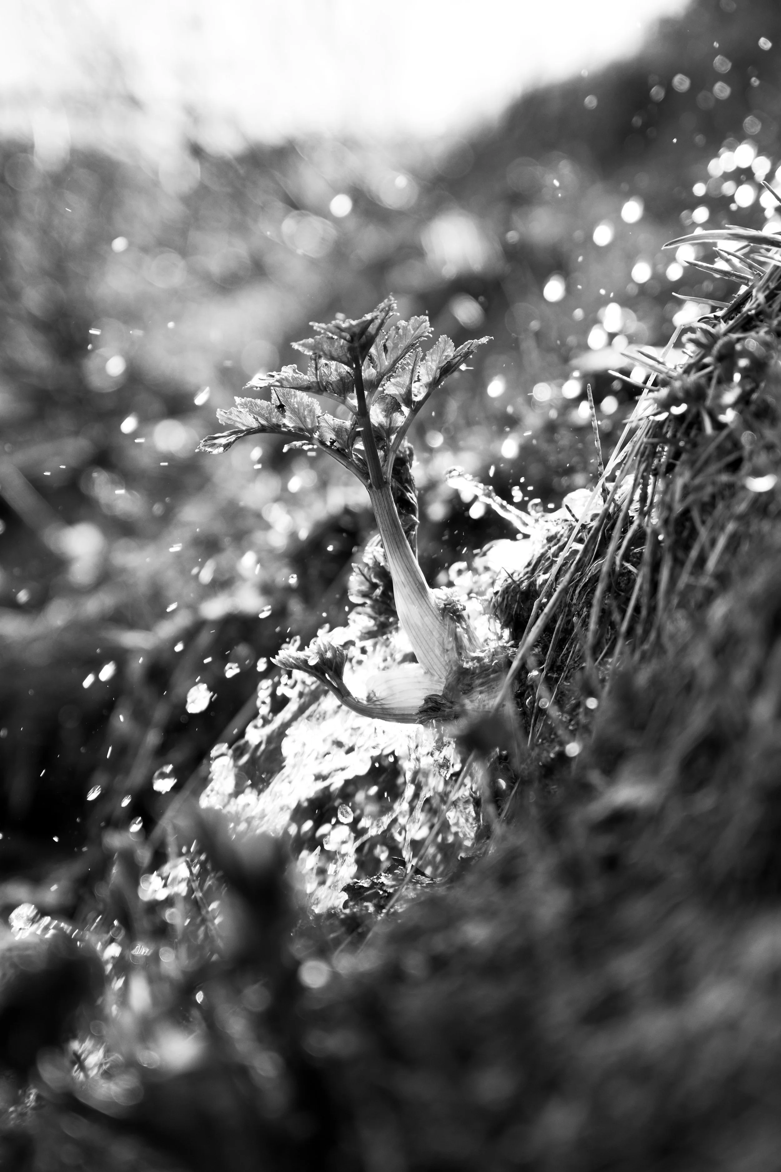 Young Angelica Archangelica taking a bath