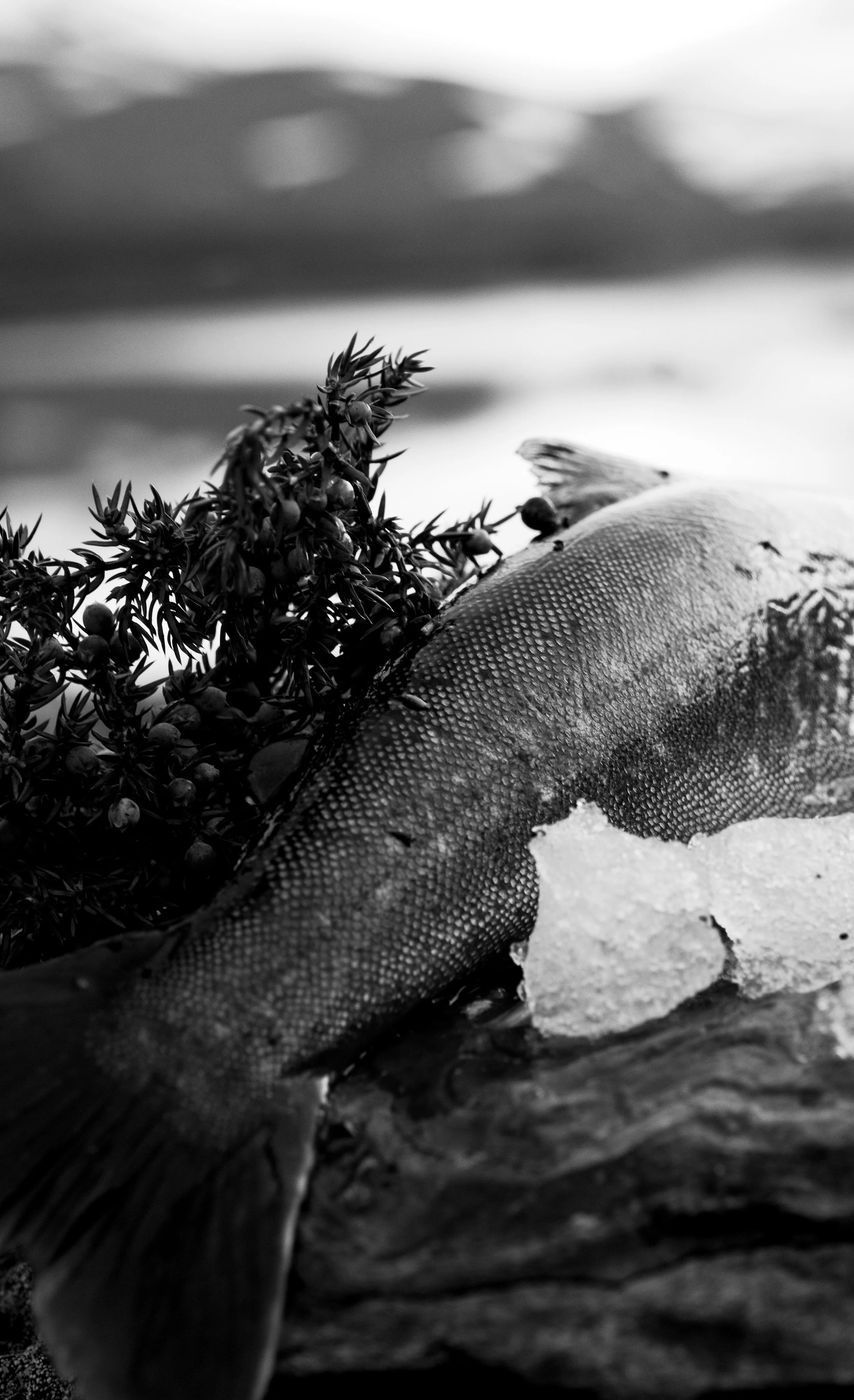 Arctic char, ice, juniper