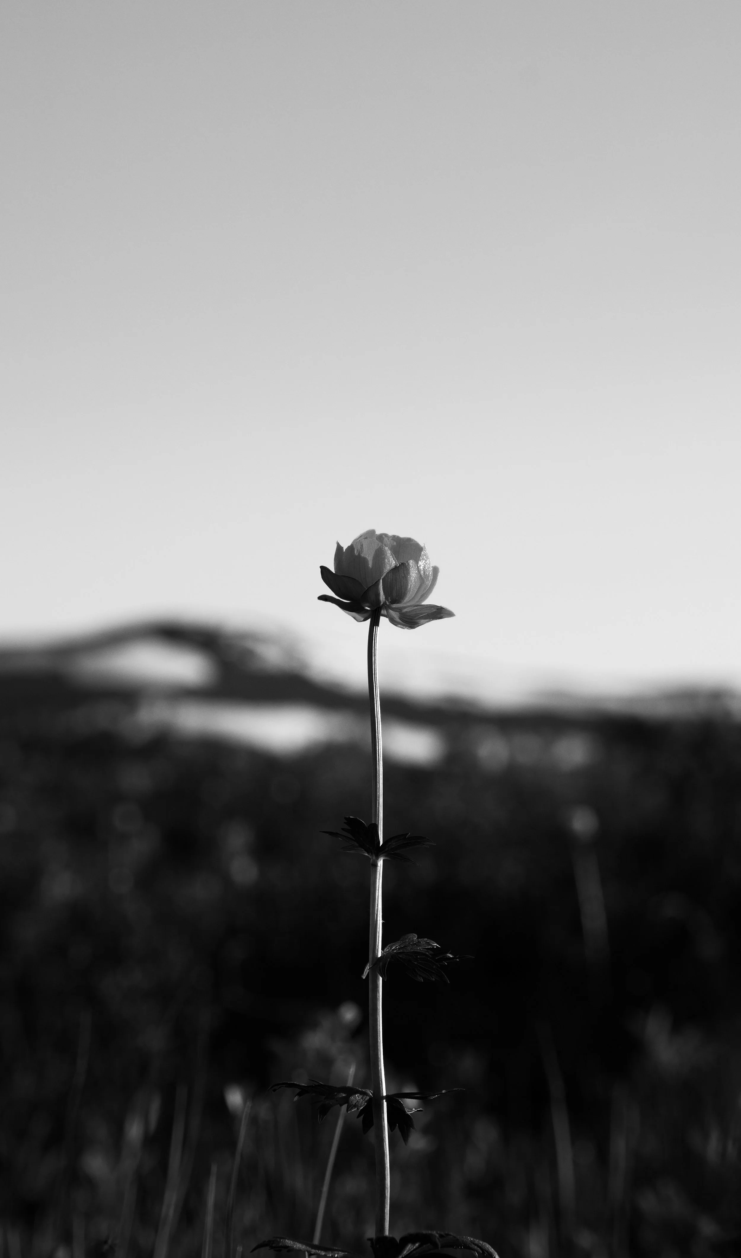 Globeflower basking in the sun