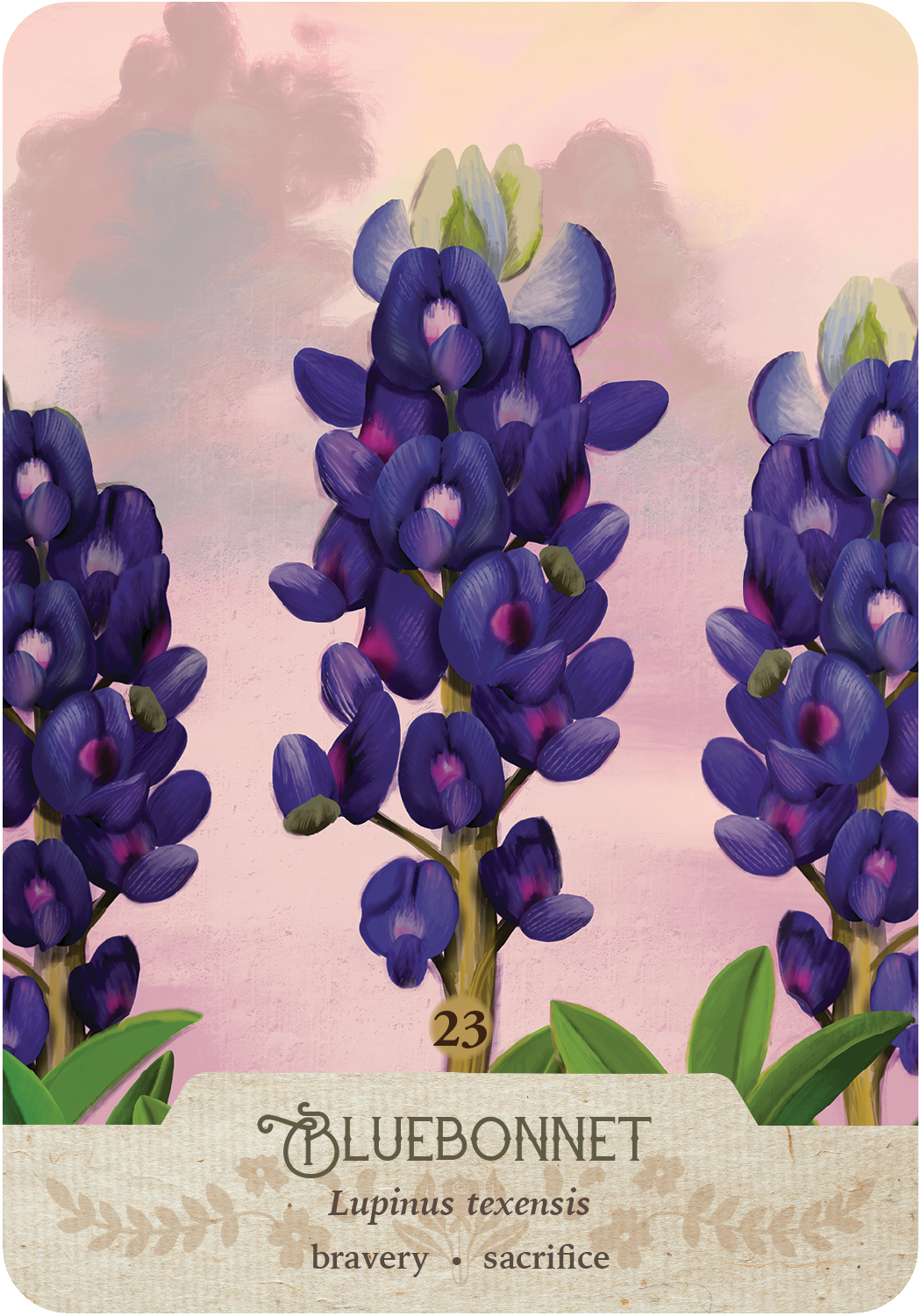 23_bluebonnet.png