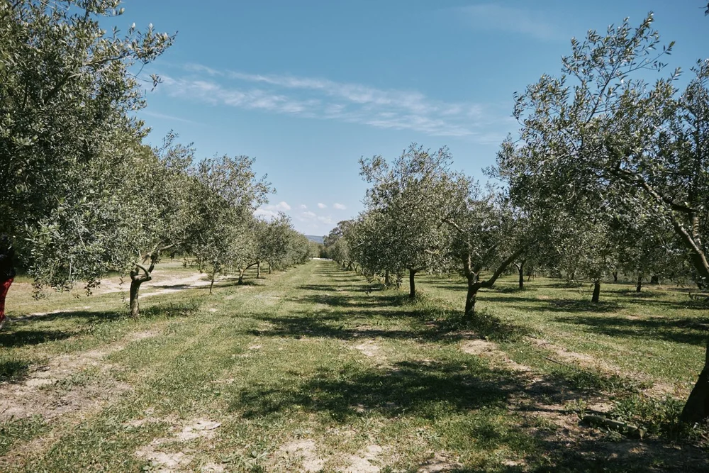 Saturday, olive farm and medieval village