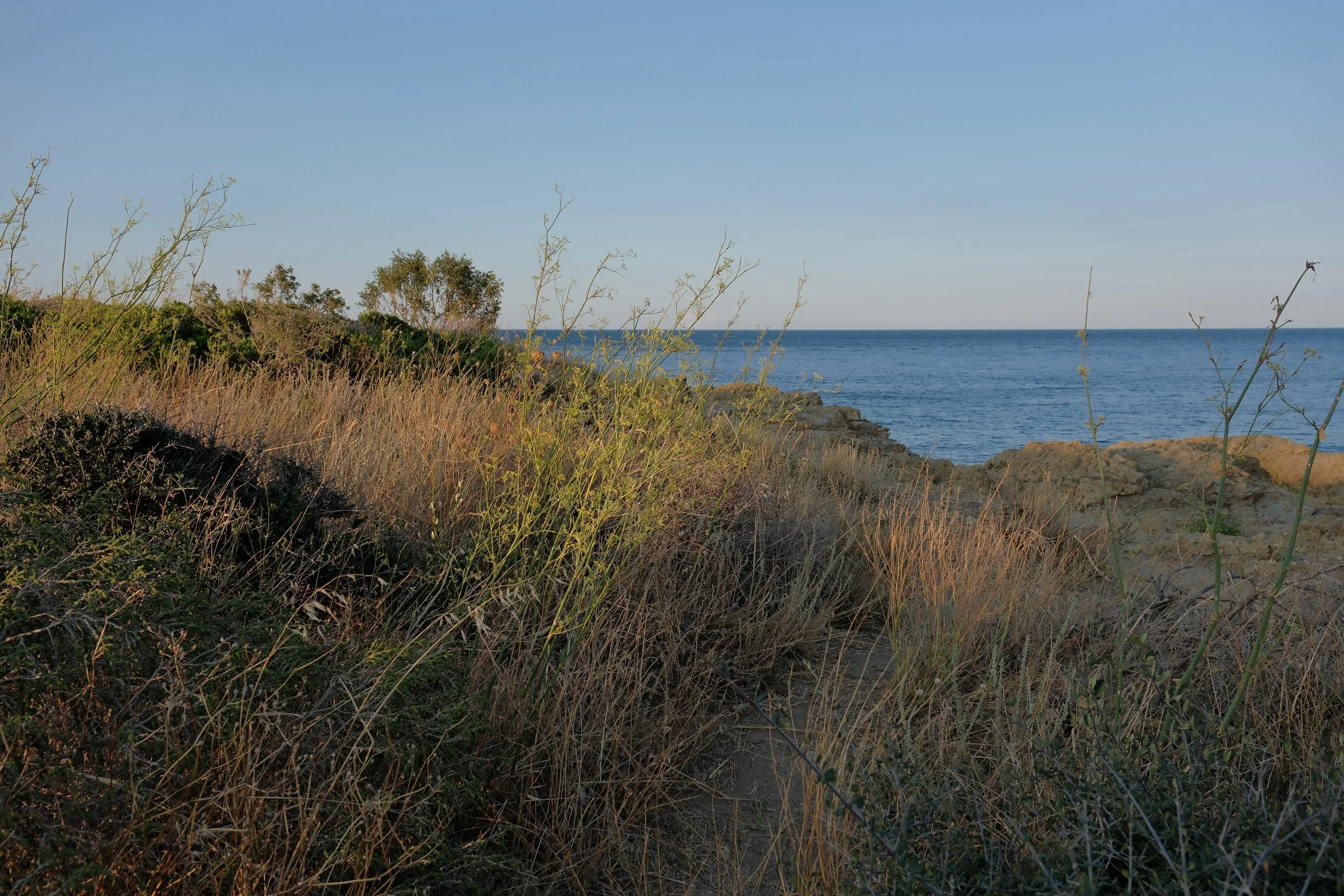 View of the beach with dry vegetation and bushes, the sea and clear sky.