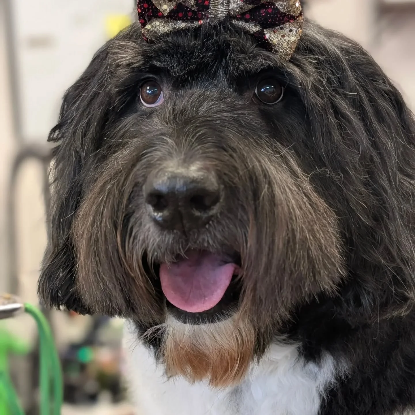 We love our furry Valentines. ❤️