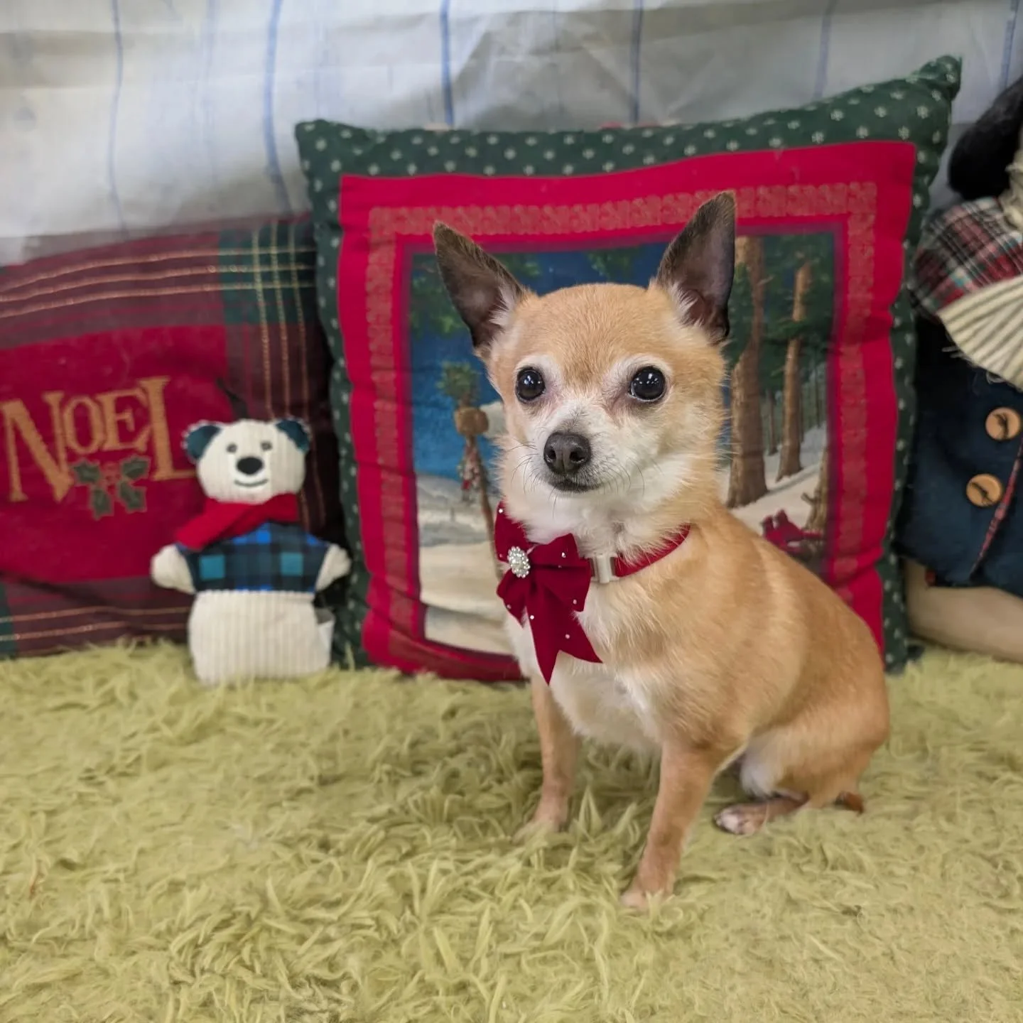 And that's a wrap in 2025! Thank you to all of our amazing clients! We are so very grateful for you and your pups. We hope everyone has a wonderful holiday and we will see you next year! (Just for you @marley.danek )