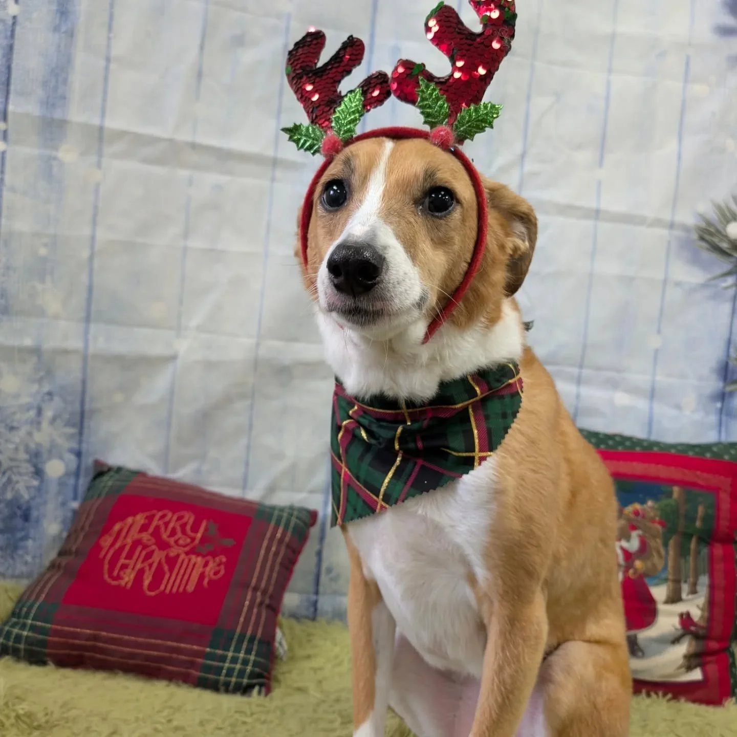 These pups are wondering what presents Santa might bring?