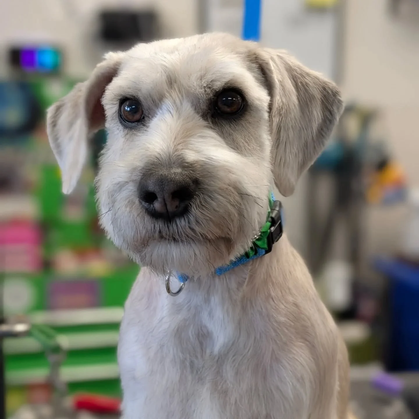 It might be crummy outside, but it's gorgeous in here! #cutepups #doggroomer #doggrooming #fancypantspetsalon #wauwatosa