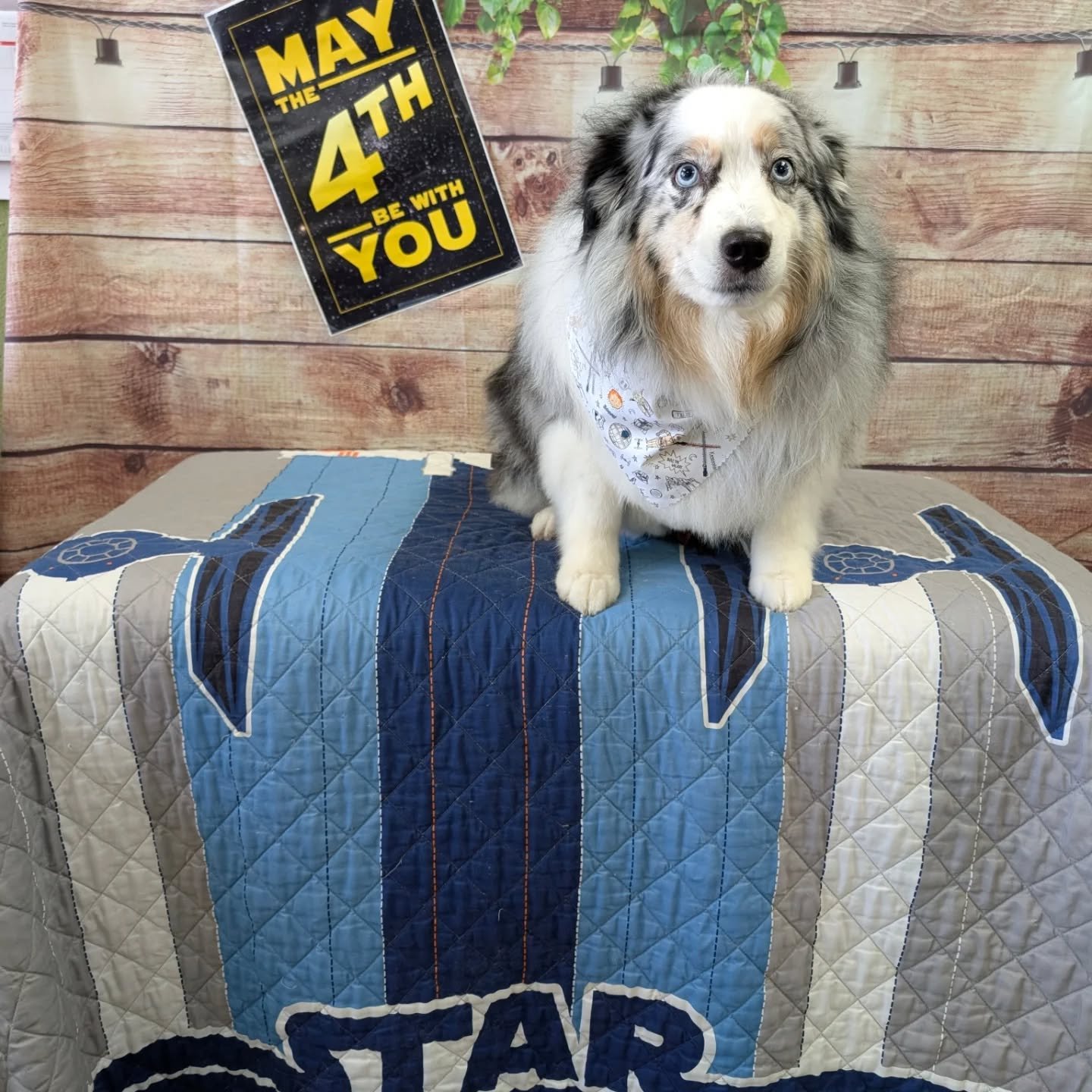 May the Fourth be with you! #maythe4thbewithyou #starwars #doggroomer #wauwatosa #easttosa