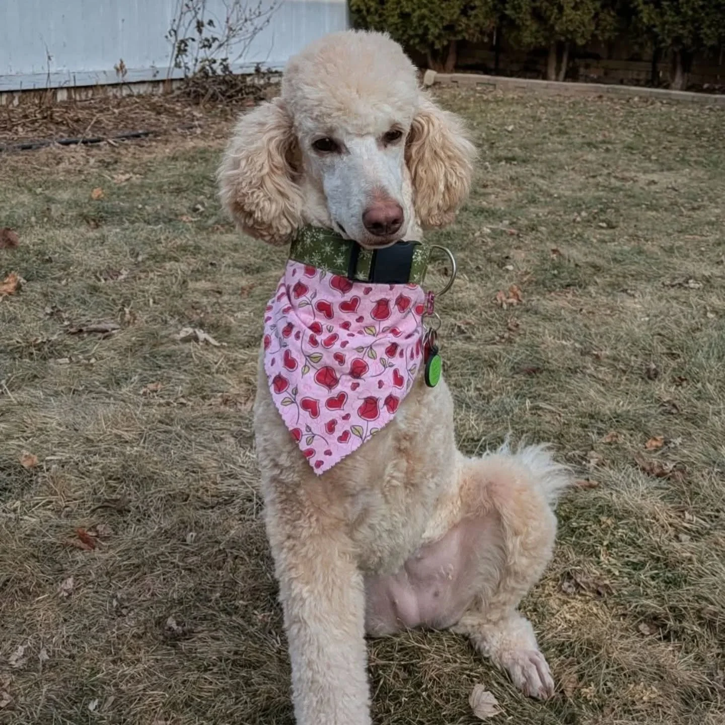 Hello friends! I need your help. Many of you have met my dad and his pup, Curley Sue. Due to a situation beyond his control, he and my grandfather (and Curley) are looking for a new place to live. I thought I would reach out to my amazing community t