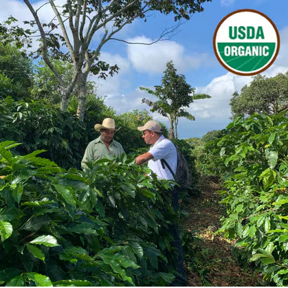 Honduras Organic