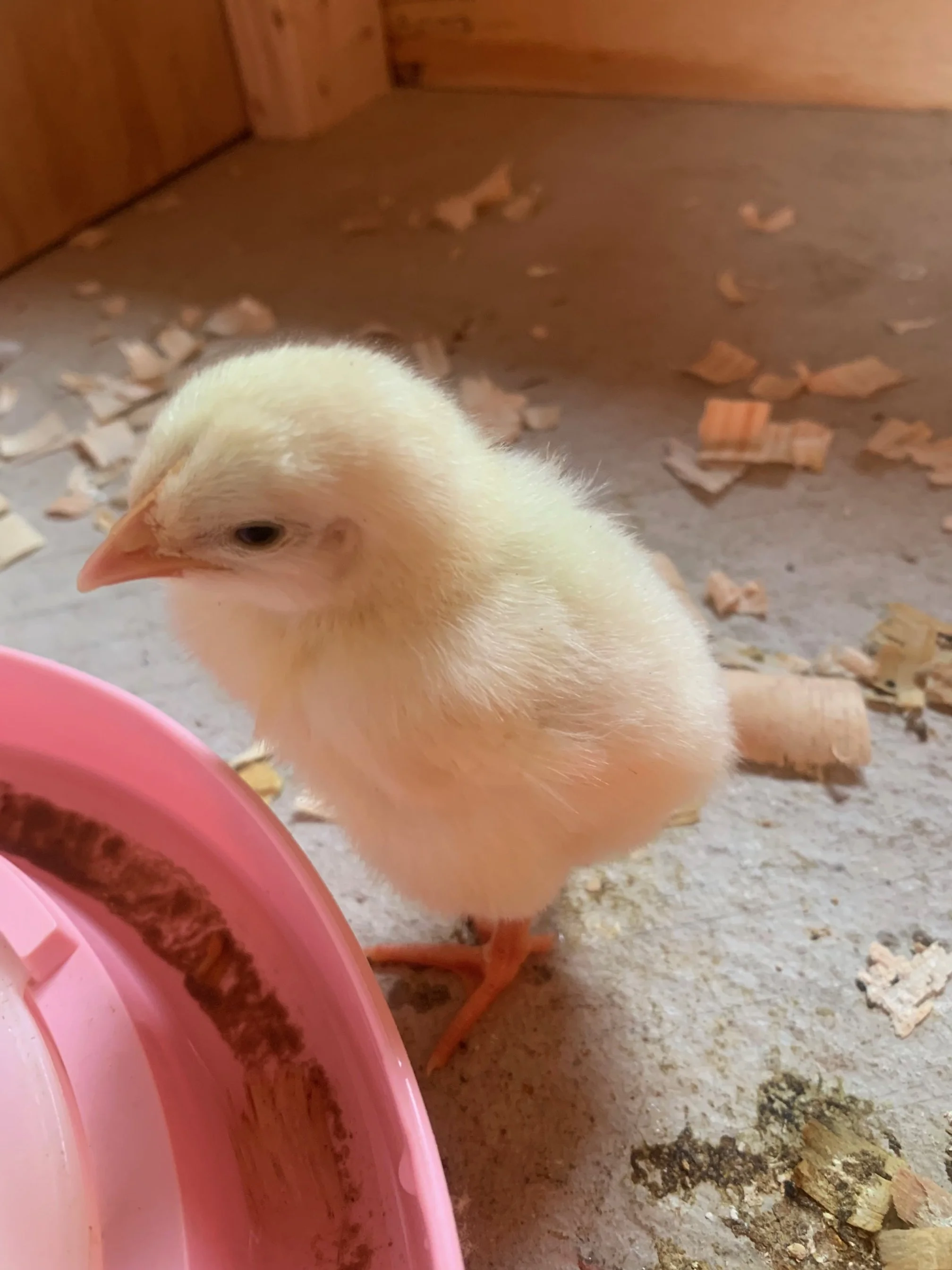Chick pic.jpeg