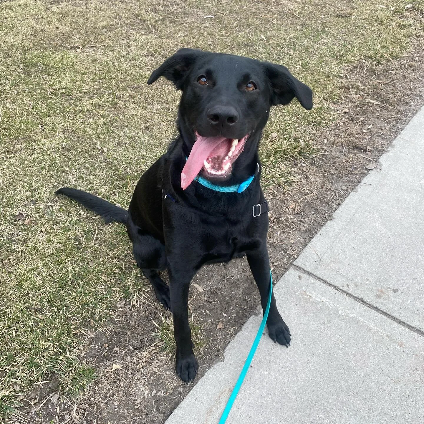 Casey is proof that puppy tongues CANNOT fit in their mouths. 
&bull;
&bull;
&bull;
&bull;
#dogsofvermont #dogwalking #lab #blacklab #vermontsmallbuisness #vermont #dogtraining #dogtrainingvt #dogwalker