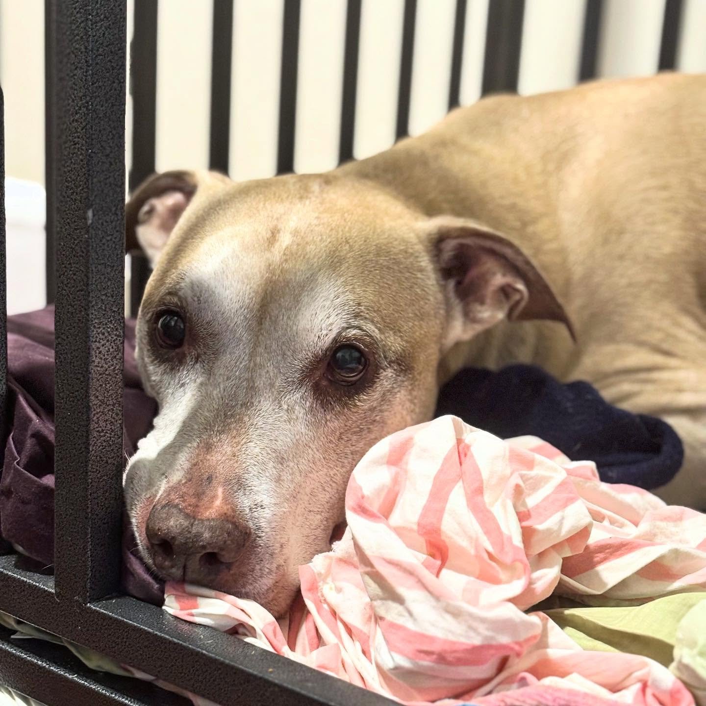 We&rsquo;re still slowly building trust over here, but Orly is consistently making eye contact and asking for treats and affection! Tough dog looks, big squish at heart. 

#pitbull #trustbuilding #dogwalking #seniordog #dogsofvermont #vermontbyvermon