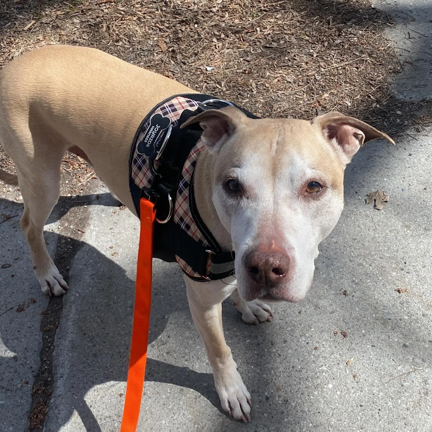 This boy was SO BRAVE today! He greeted me, he watched a big, loud truck drive by, he stood in the sunshine and just absorbed the world. I&rsquo;ve loved watching him come out of his shell.