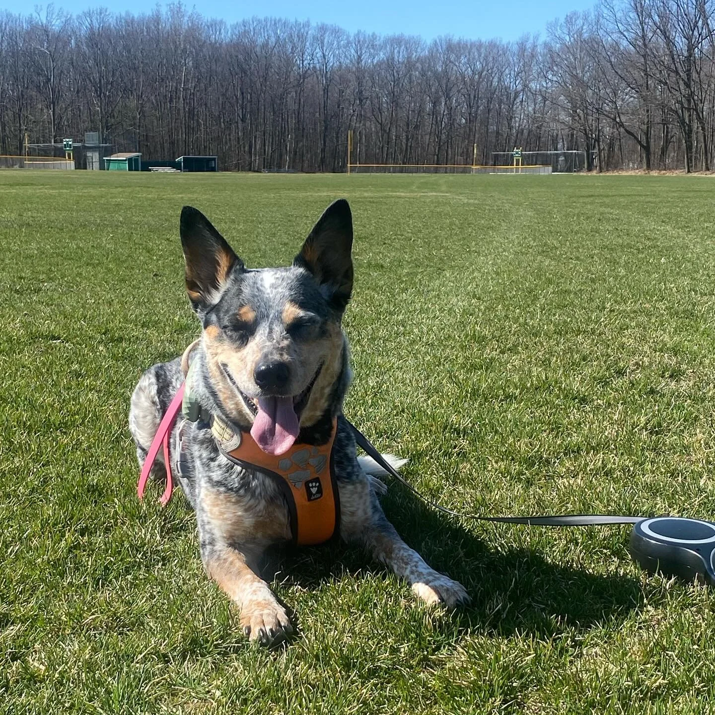 When Ruby wants to take a break and bake in the sun, I know it&rsquo;s been a good outing! Earning her affection and calm moments has been so rewarding to me.
