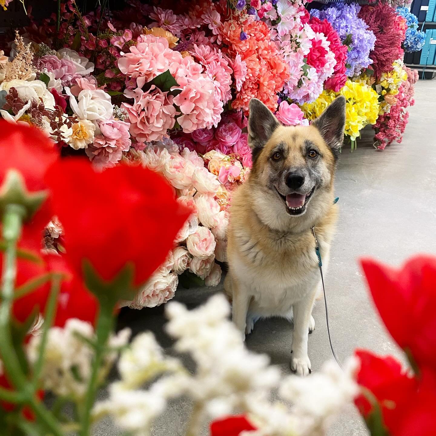 Every dog gets a google photo albums that I update whenever I take them out. If, like Kenna, your pup likes to explore stores they sometimes come with mini photo shoots! I have a fairly large arsenal of local pet friendly places to allow them to expl