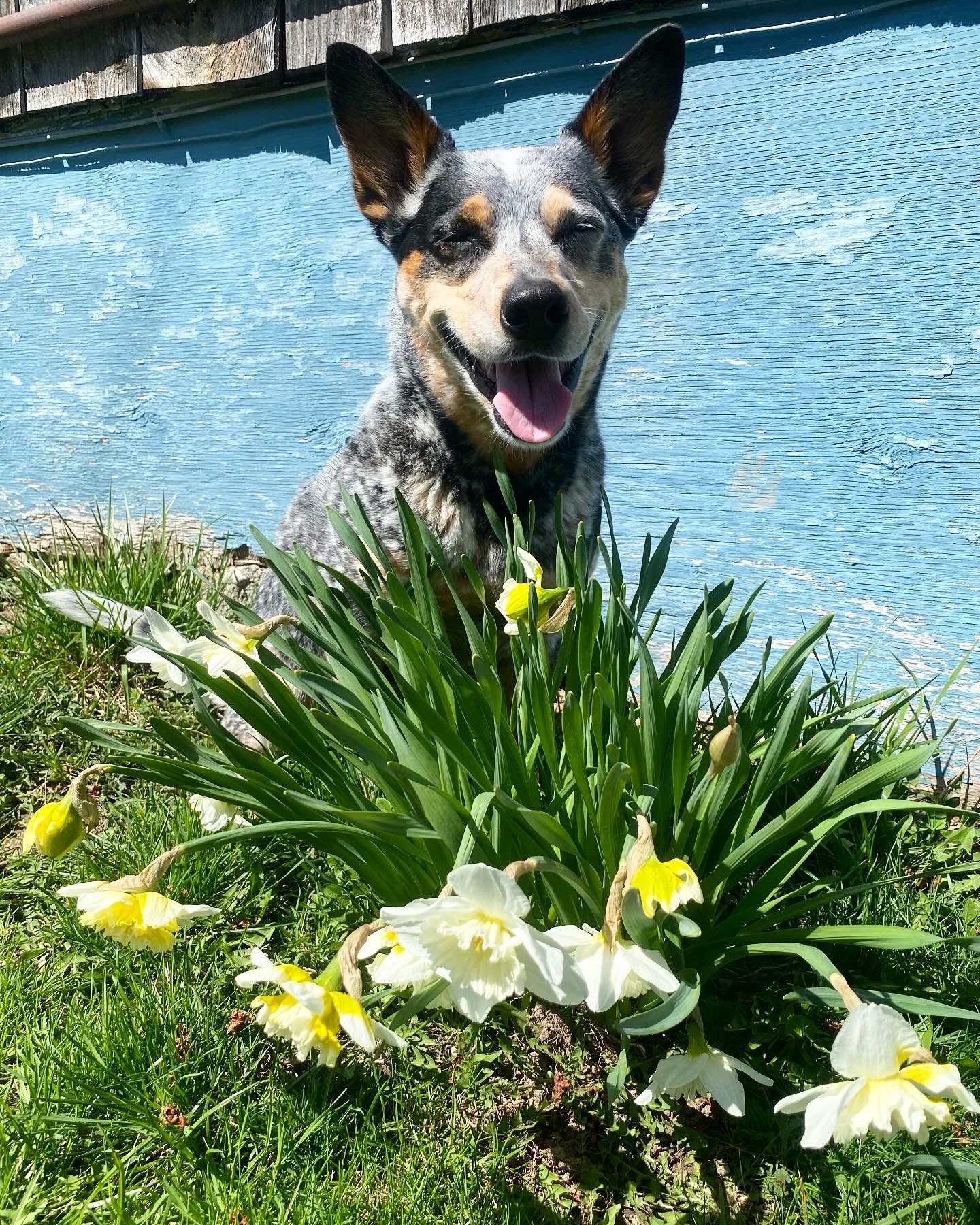 Ruby heard I was doing floral photo shoots and posed herself with the flowers in the yard. I think she&rsquo;s the prettiest flower in the yard, but I&rsquo;m not sure she should be sitting in them 🫠