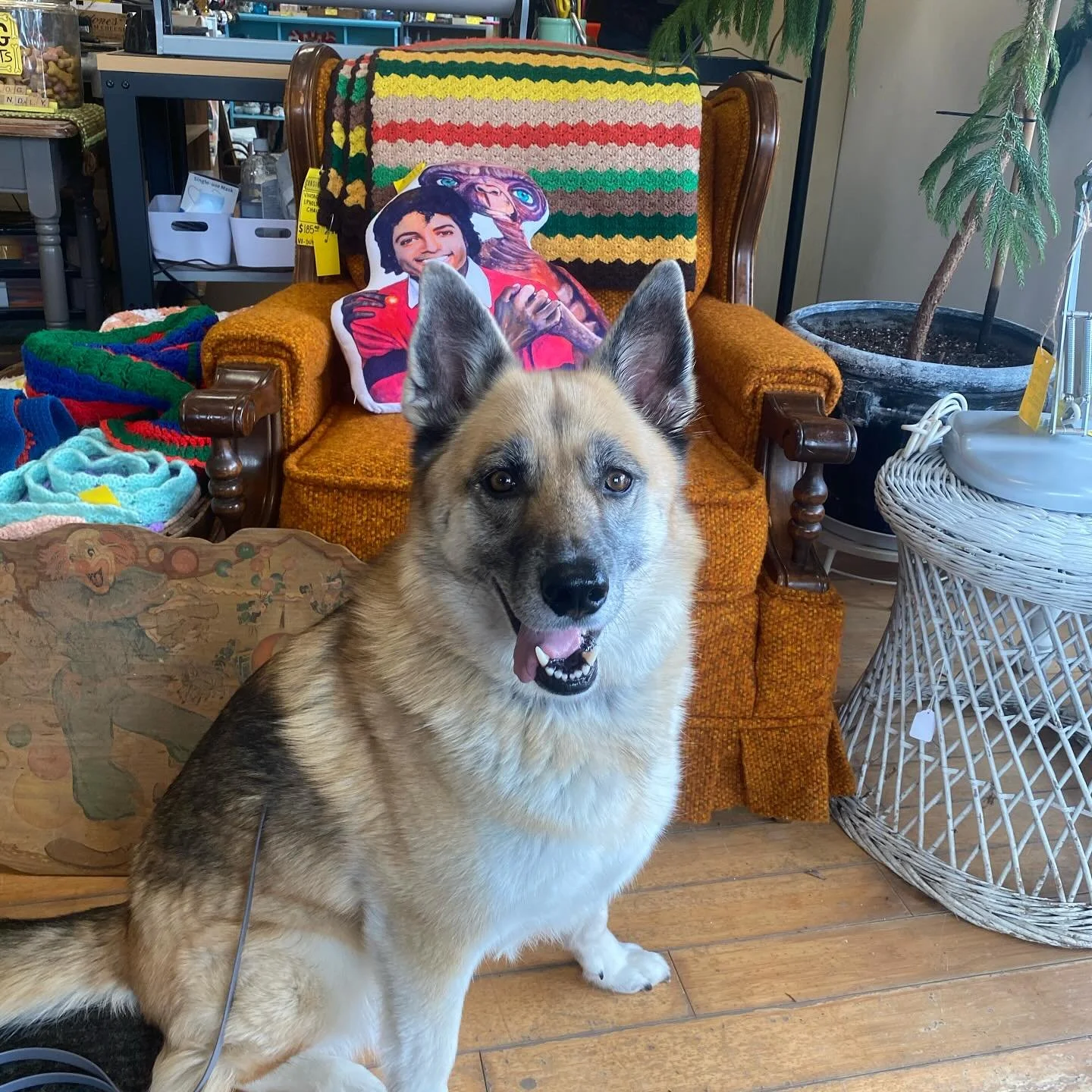 Vintage and thrift stores are full of fun smells and novel objects for humans and pups! Kenna and I had fun poking around @vintageinspiredvt earlier this week. She enjoyed sniffing some of the rugs and planters and I enjoyed watching her explore.