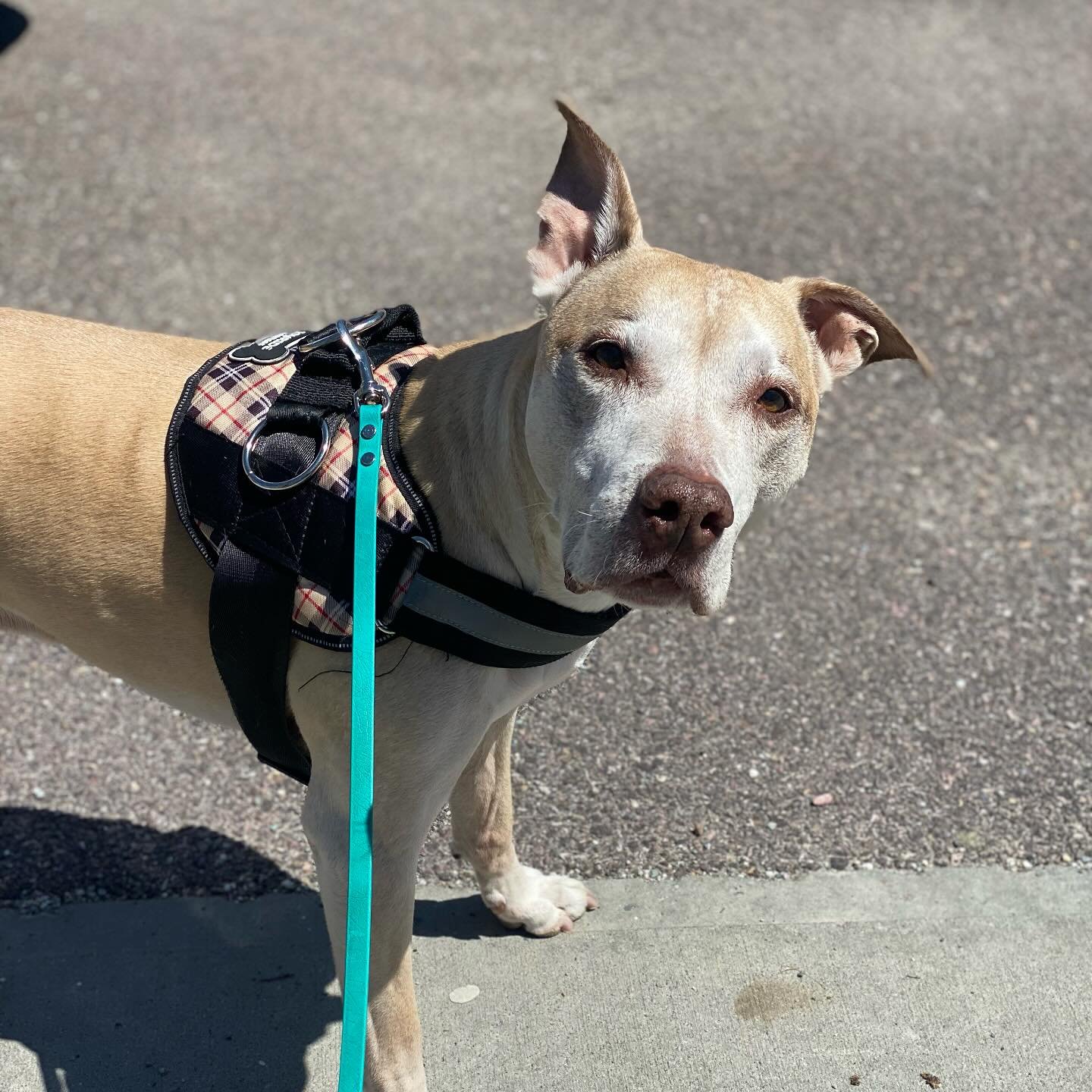 I often think back to an old @dogminded post about how many struggles with leash walks can be resolved by using a longer leash. And gosh it&rsquo;s true, like 80% of leash &ldquo;problems&rdquo; can be resolved by using a longer leash. 

Orly is stil