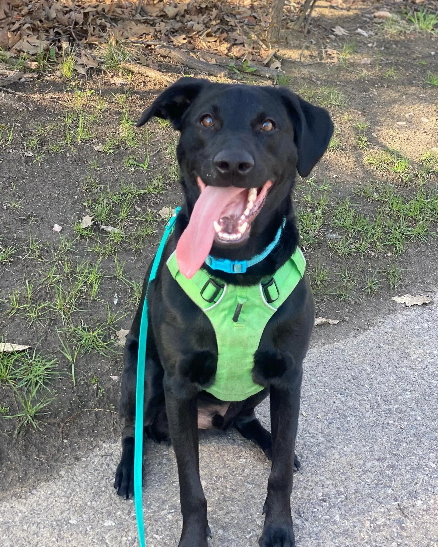 Casey loves posing for photos! Lucky for him, I also love taking pictures to share with his mom.