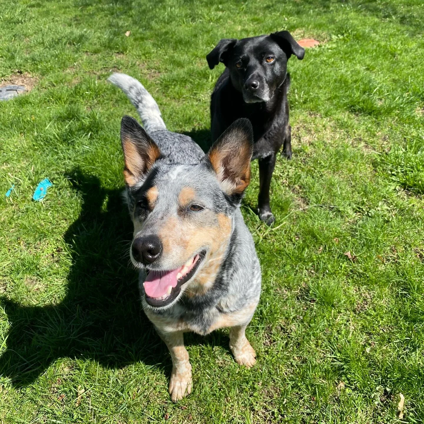 I was out of town this weekend seeing some friends and recharging my batteries a little bit. But really I&rsquo;m just dreaming of playing fetch in the sunshine for the rest of the summer! 

My walking spots are quickly filling up for the summer, but