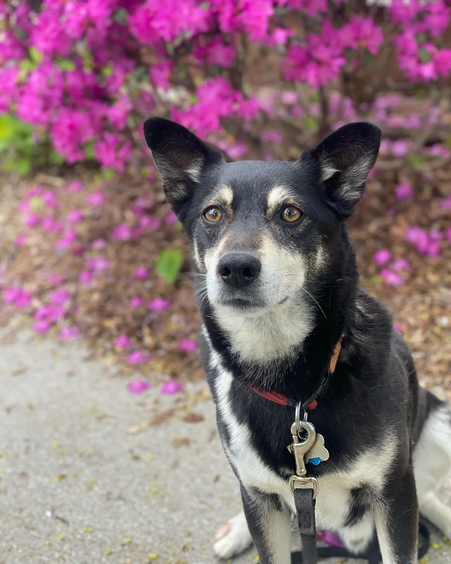 &ldquo;I&rsquo;ll pose, just hand over the treat, please!&rdquo; - Tupper probably