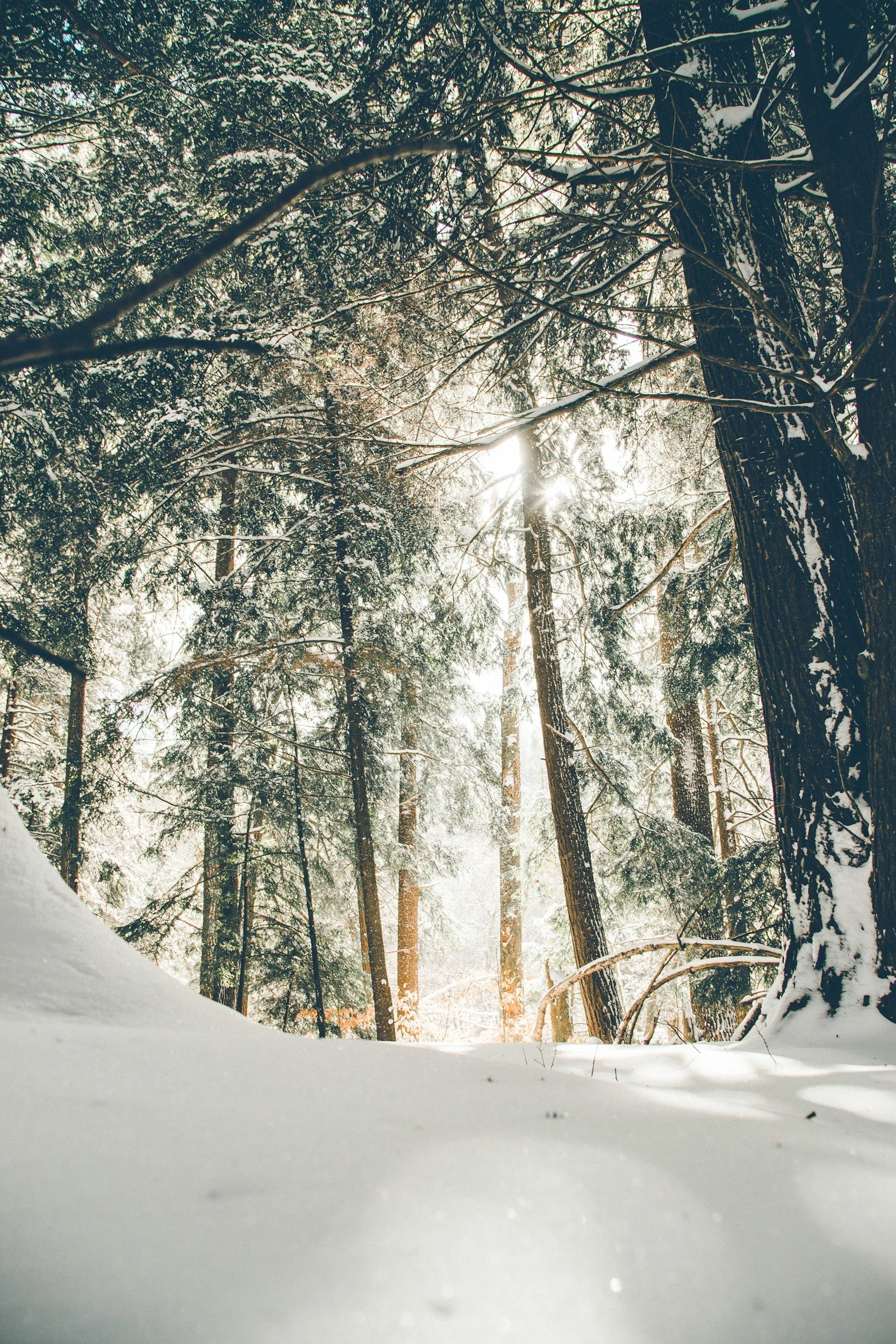 Snow-covered forest with sunlight filtering through tall trees.