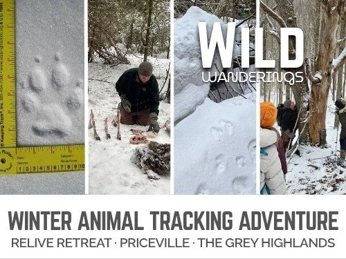 Wild Wanderings - Winter Animal Tracking Adventure