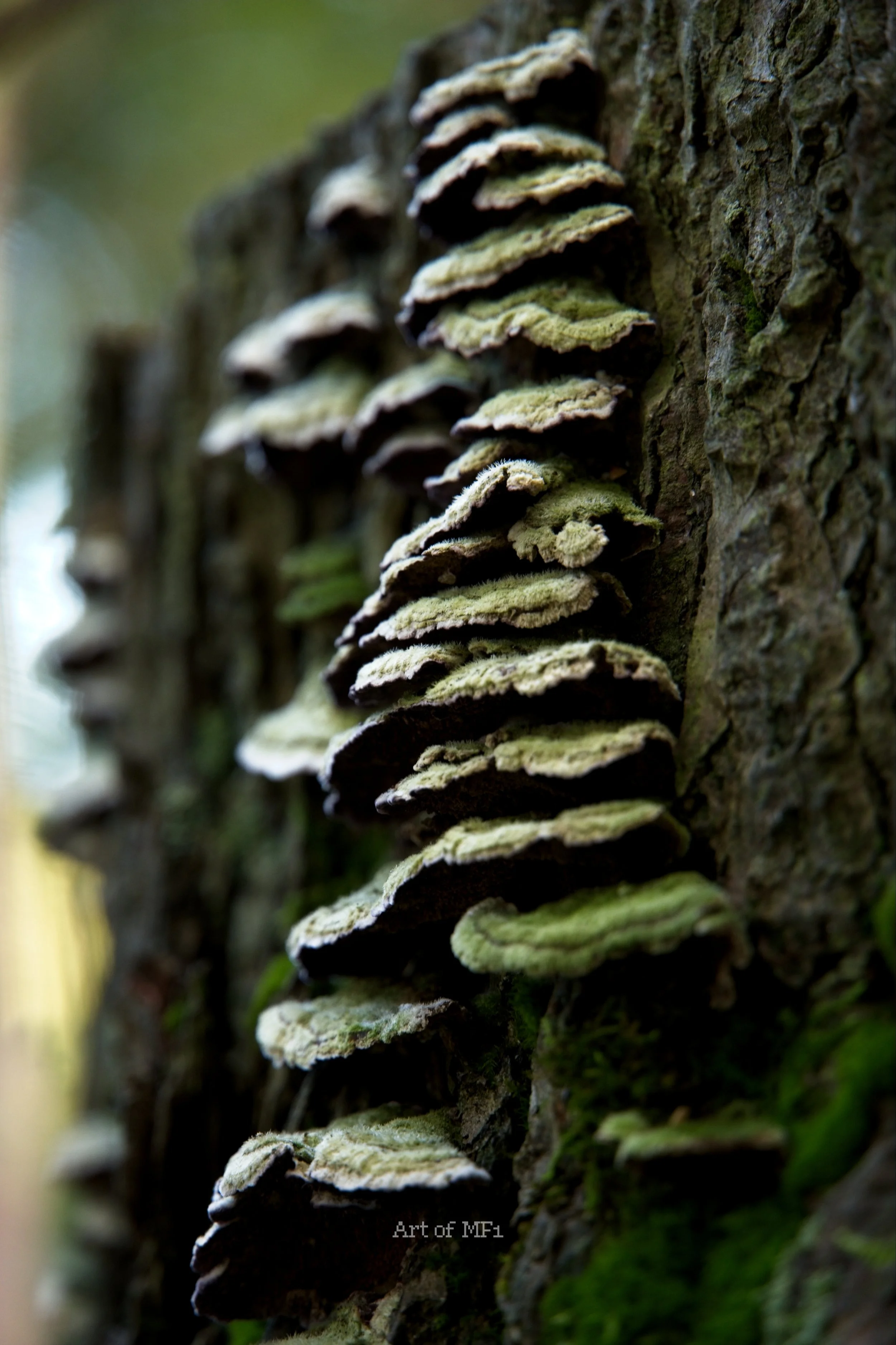 DSC03796  Camping Nature Shoot.jpg