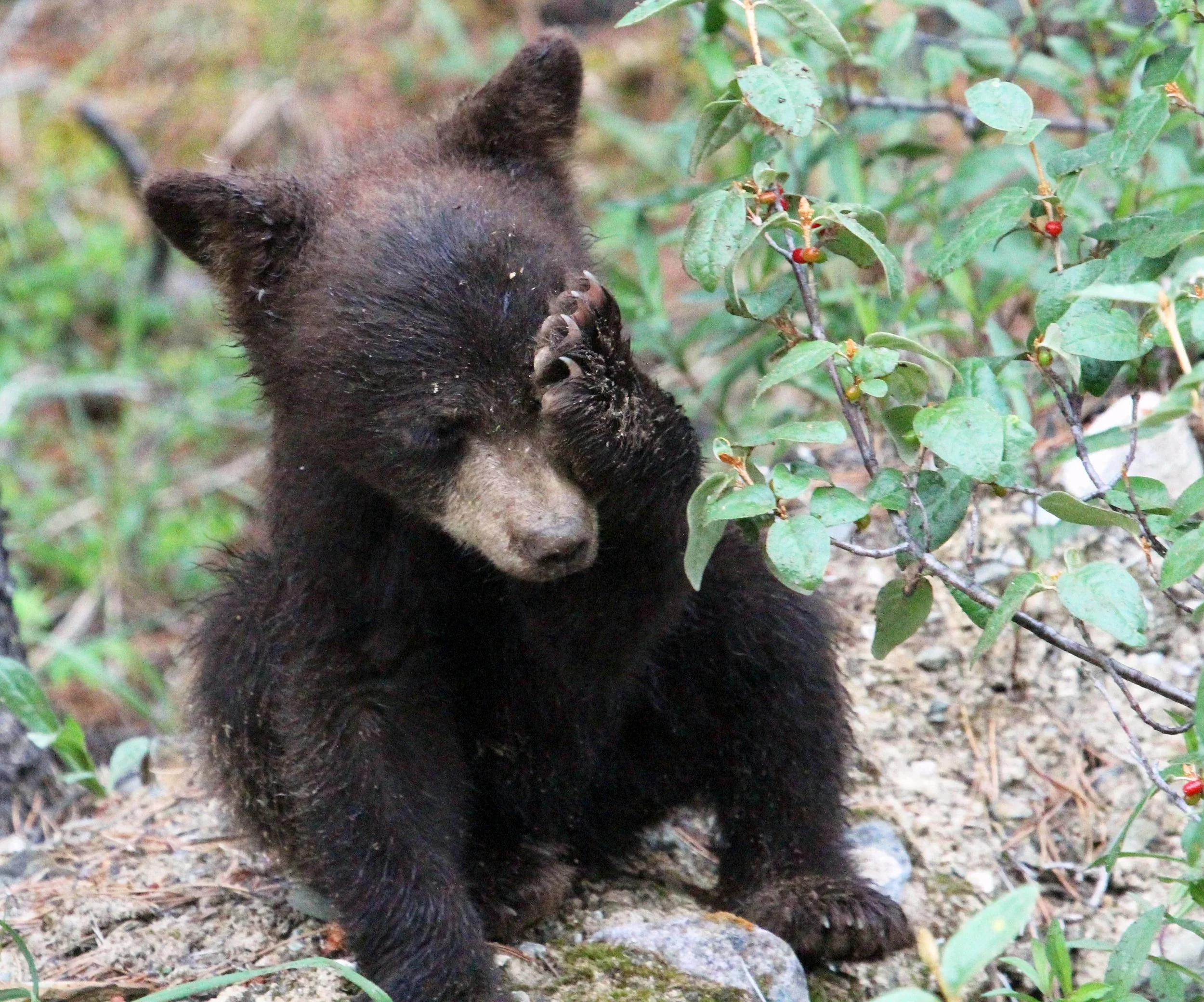 BanffBear.jpg