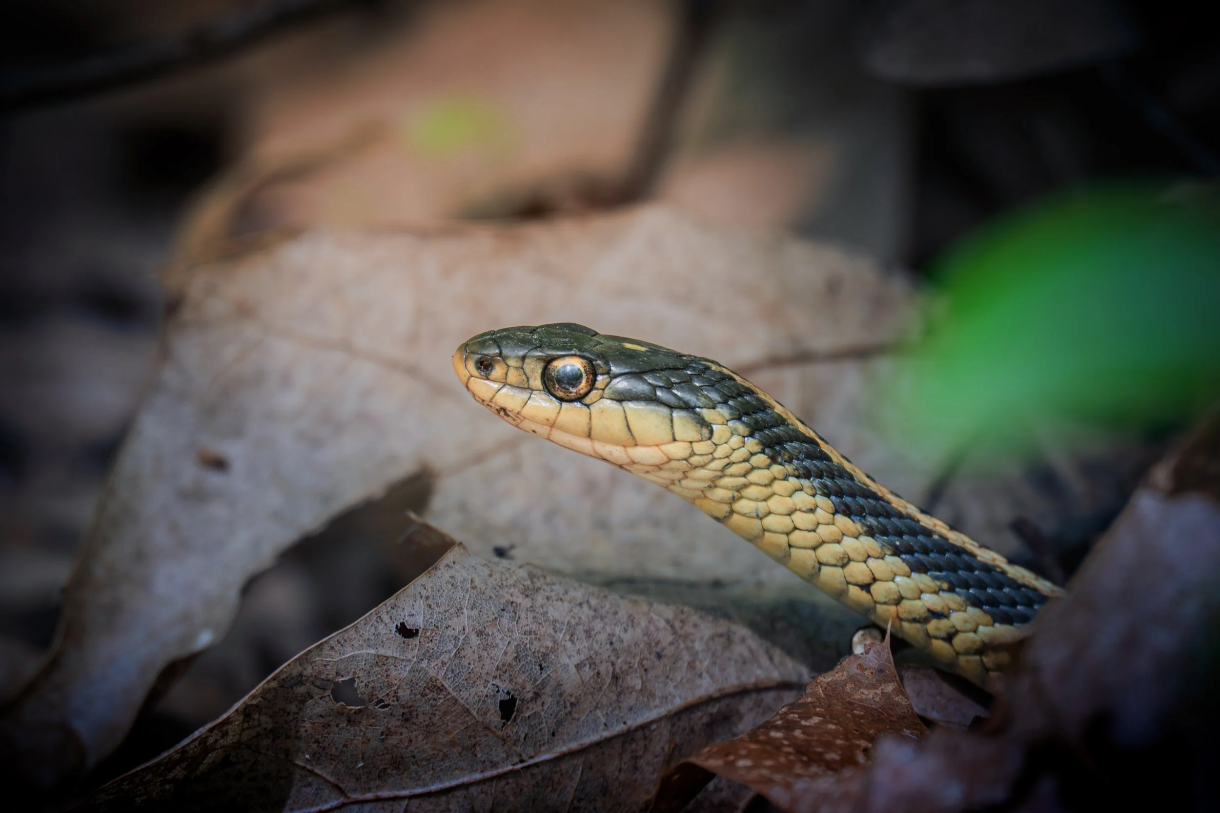 snake-1.jpg