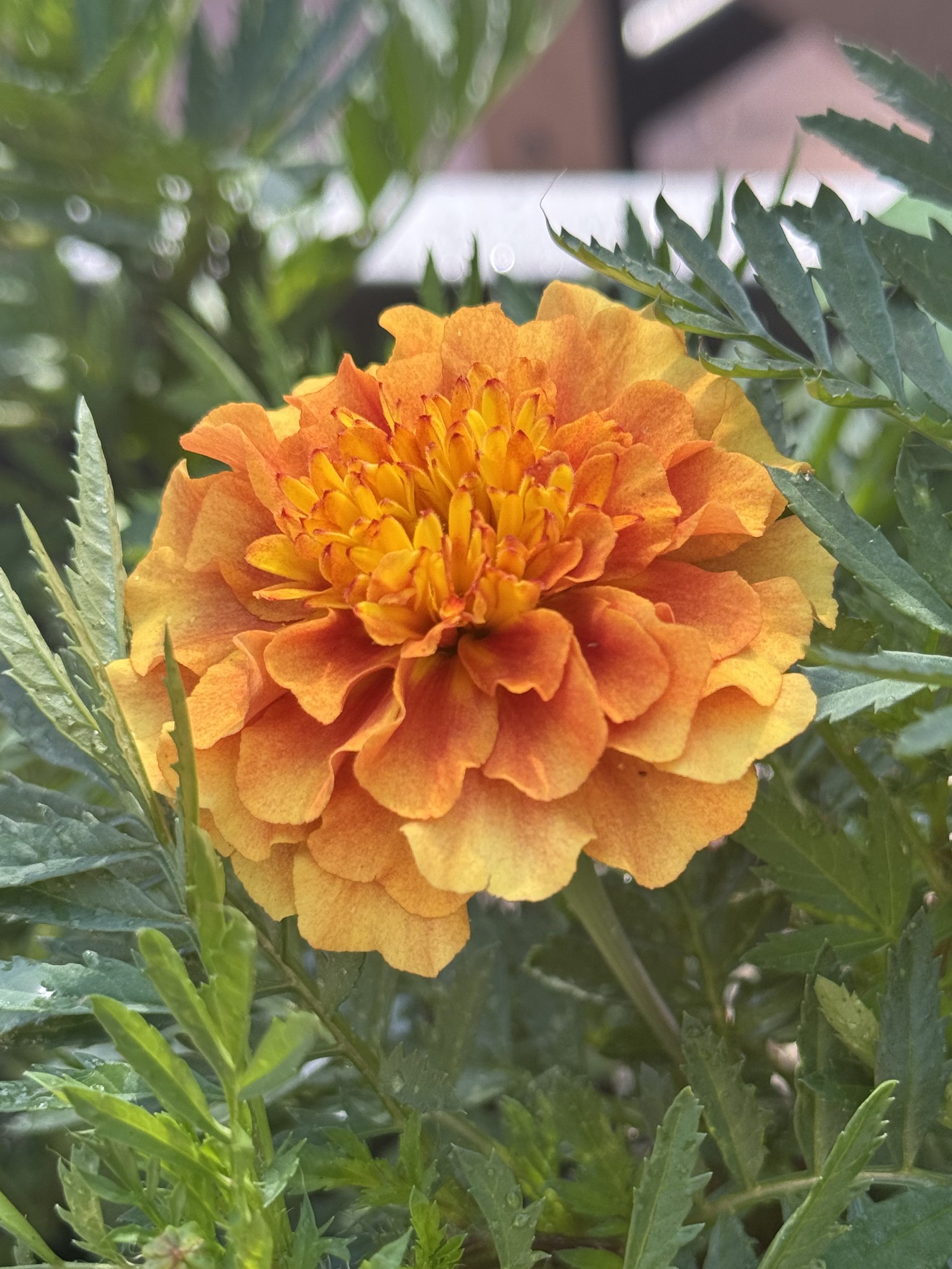 Marigold (Strawberry Blonde)
