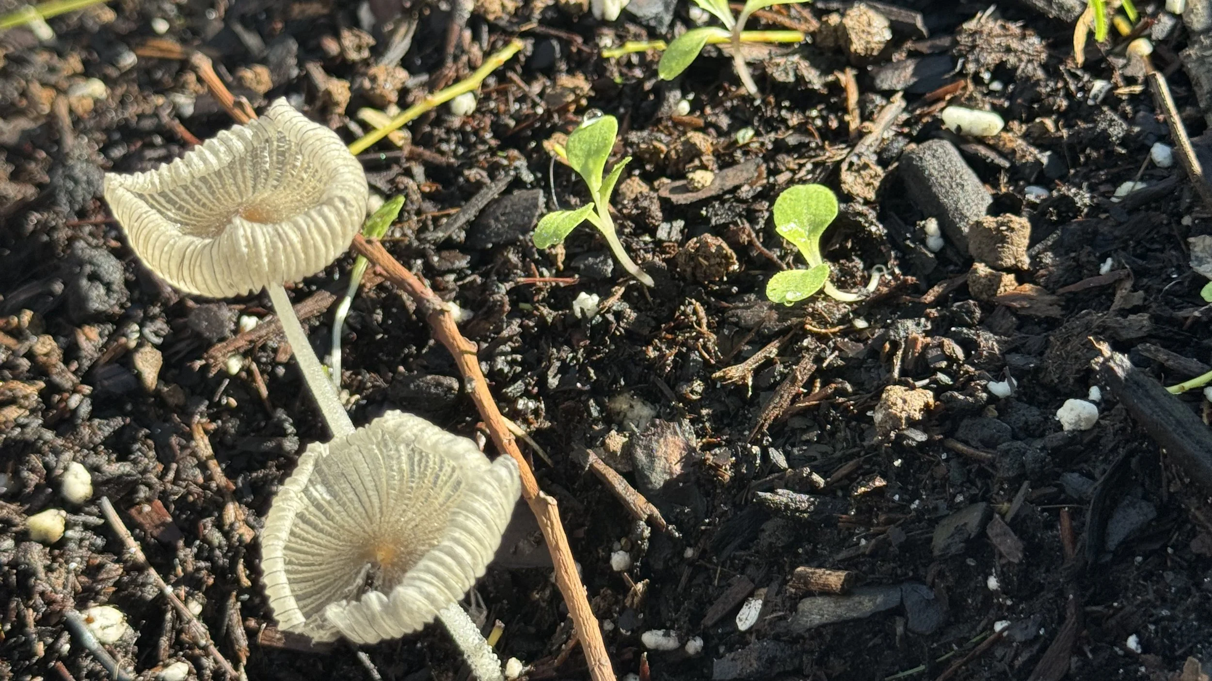 Help!  I have mushrooms in my garden!