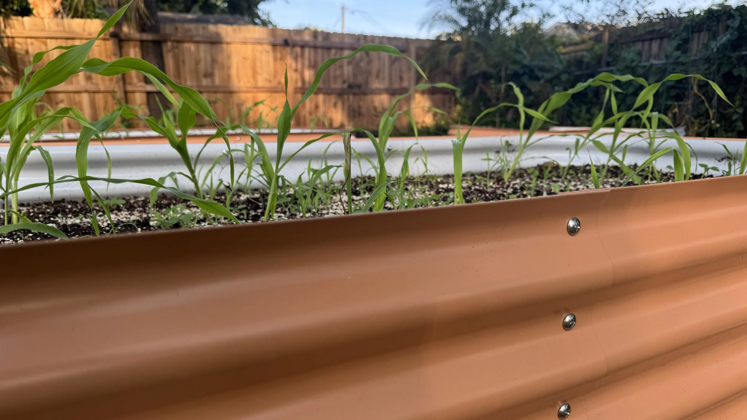 What are the best raised garden beds?