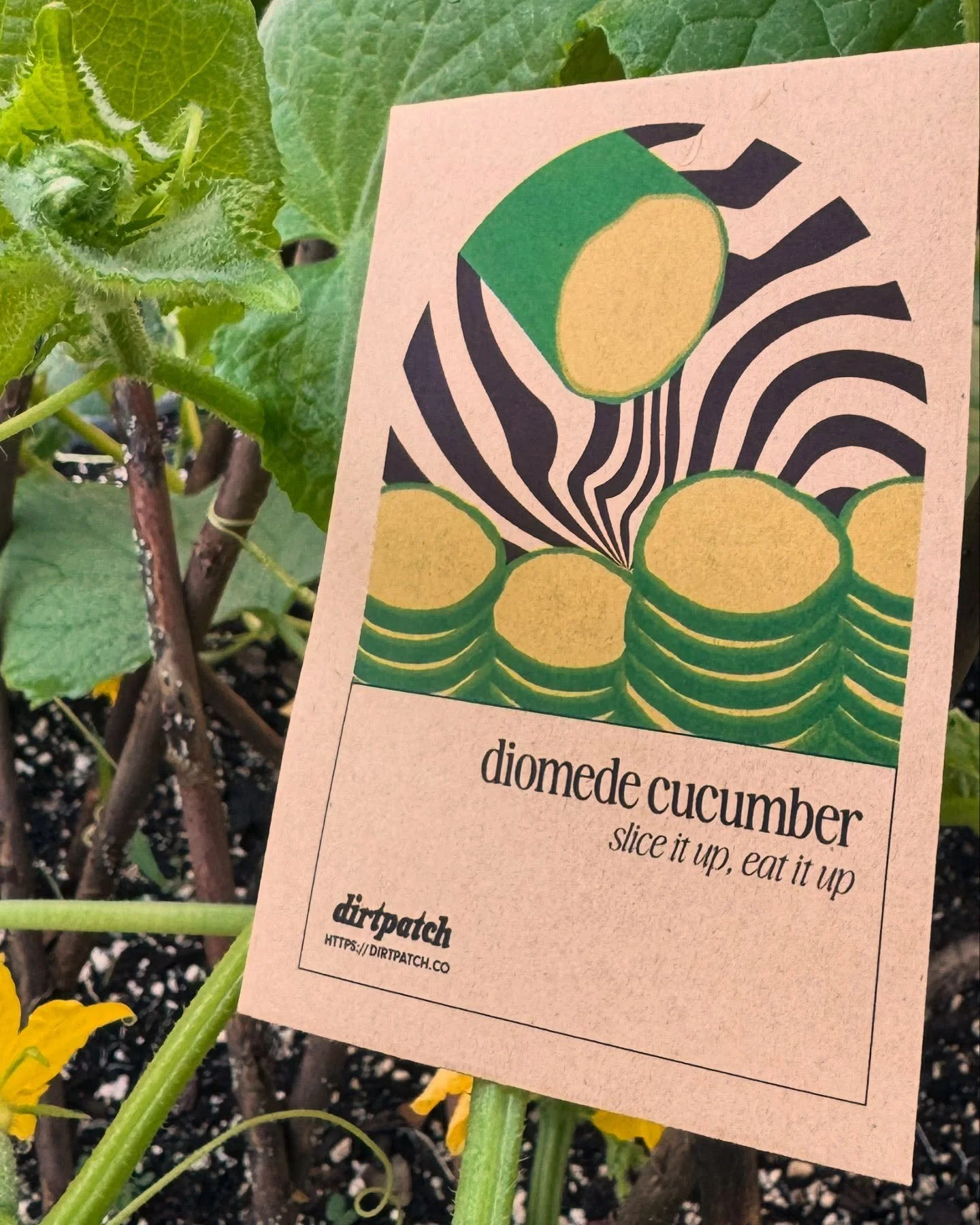 Should I transplant or should I sow seeds right into the garden?  The answer: it depends!  Check out our blog post on the subject (link in bio)! (Sesame Street music just because I can. 😬) #garden #gardening #plants #planting #backyardgardening #bac