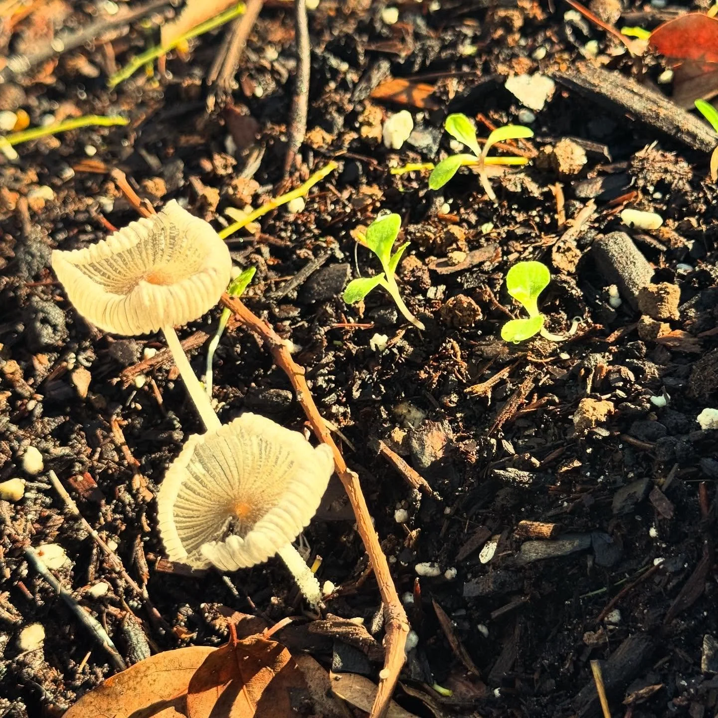 Did you wake up after this streak of rainy days to some of these little beauties in your garden? 🍄 Don&rsquo;t panic!  Little mushrooms are actually a good sign.  Check out why in our blog post about it (link in bio)! #garden #gardening #backyardgar