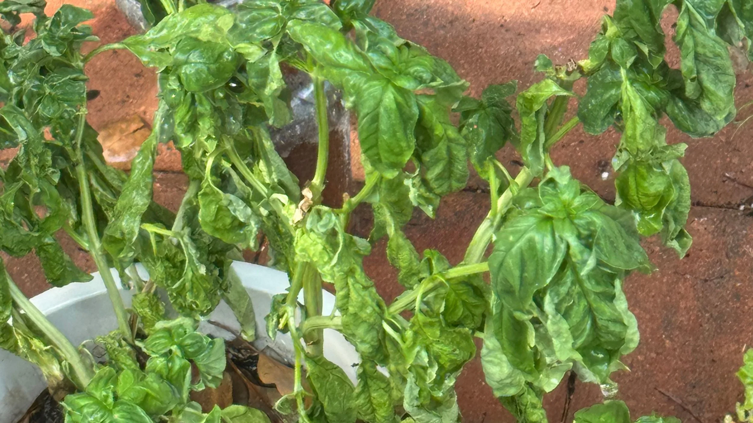 Help!  My plant is super droopy!