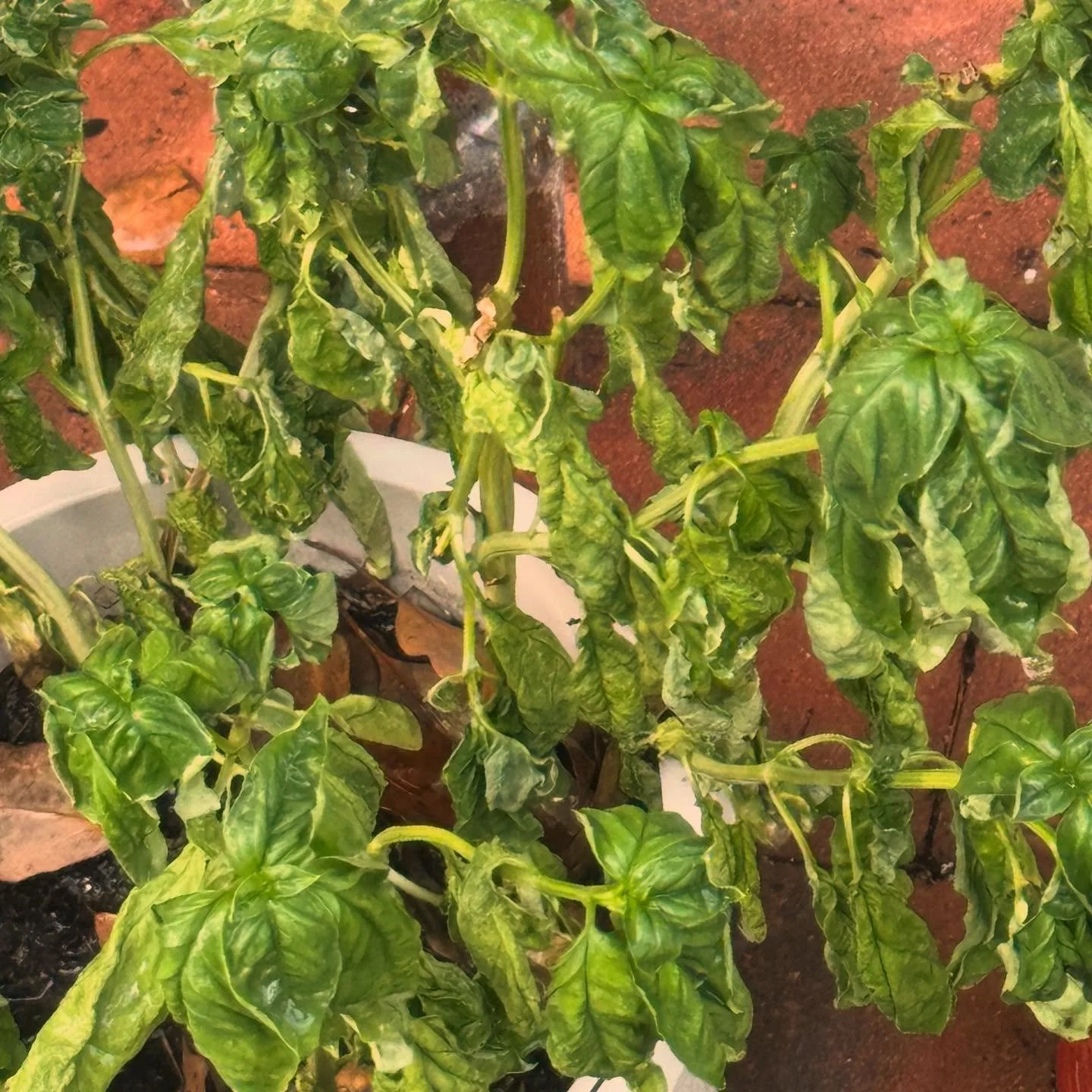 Oh no!  One of your plants is suddenly droopy and looks like it&rsquo;s melting. 😱 Why?  And what can you do about it?  Find out in our blog post (link in bio)! #garden #gardening #backyardgardening #gardeningtips #smallbusiness