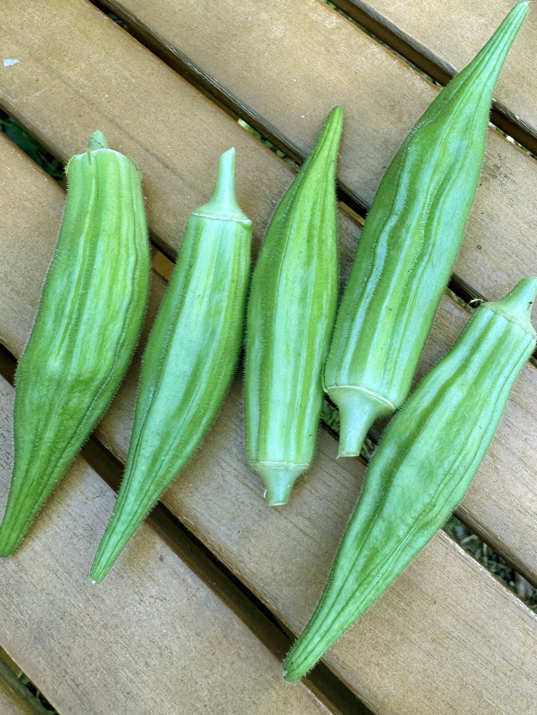 Clemson Spineless Okra