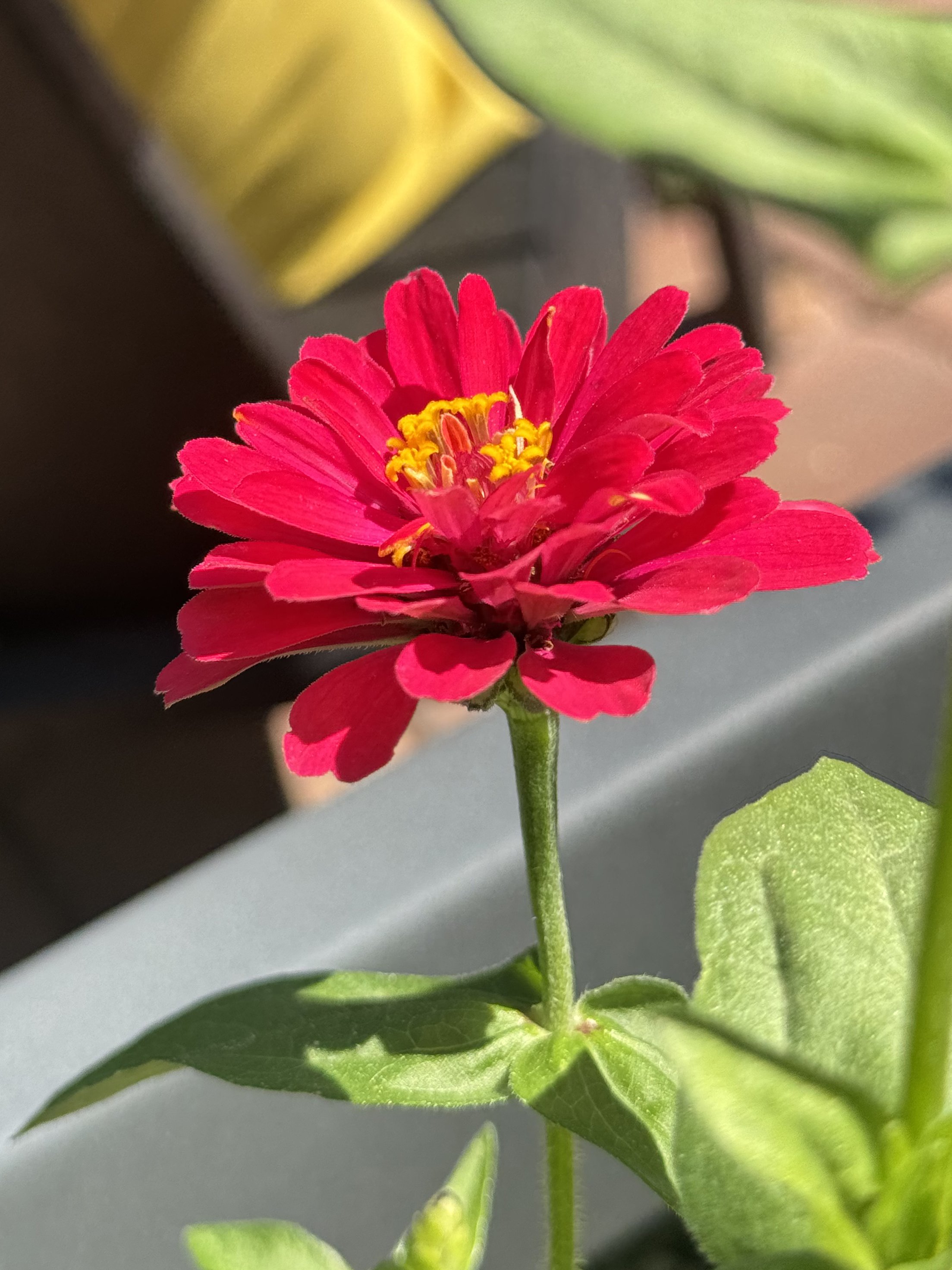 Zinnia (Mixed)