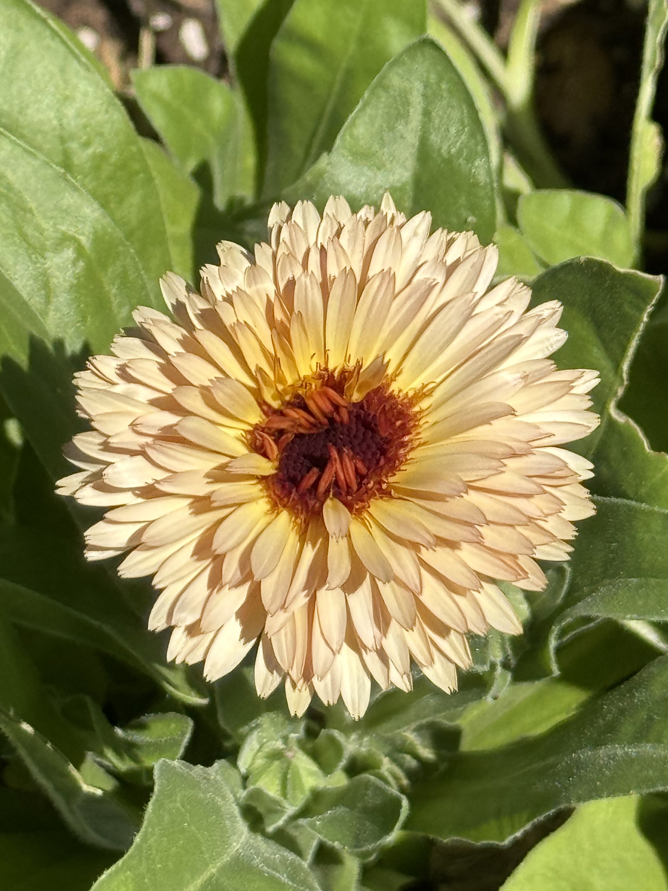 Calendula (Orange Flash)