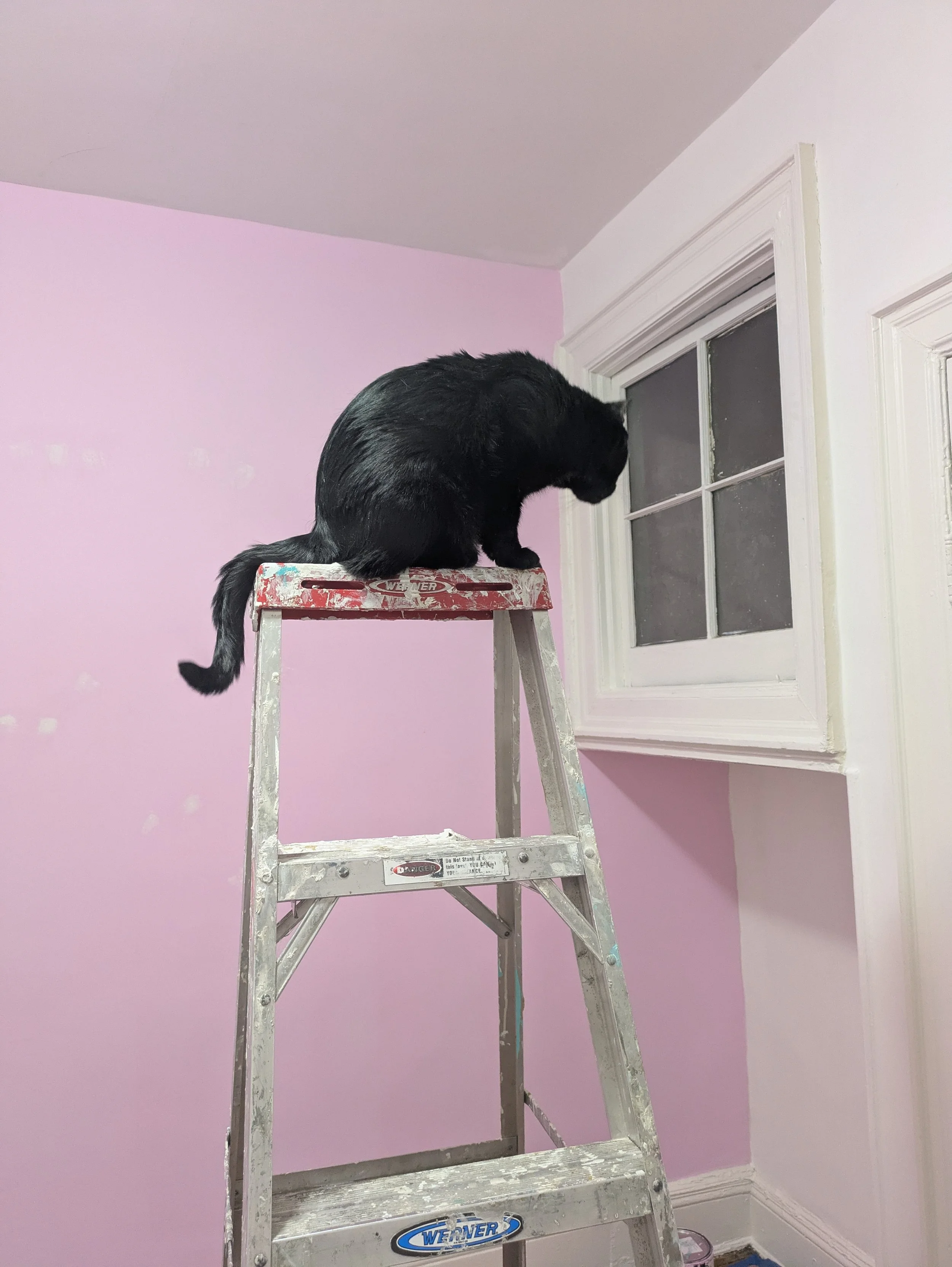 Black cat sitting on a stepped ladder near a window in a room with a partially painted pink wall.