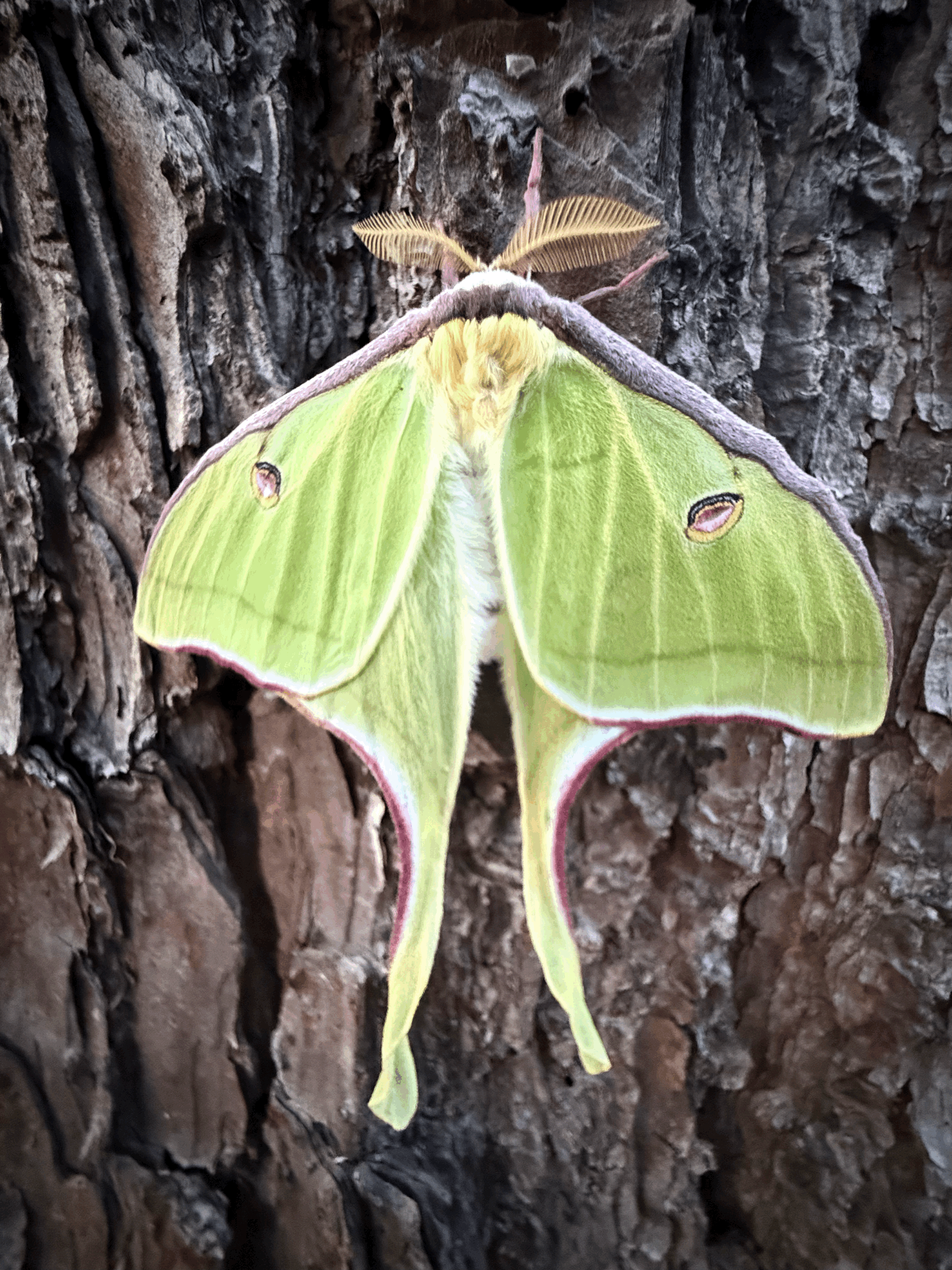 Dabbling with Free Will |  Part 1: The Collective Mortal Sin of Not Listening