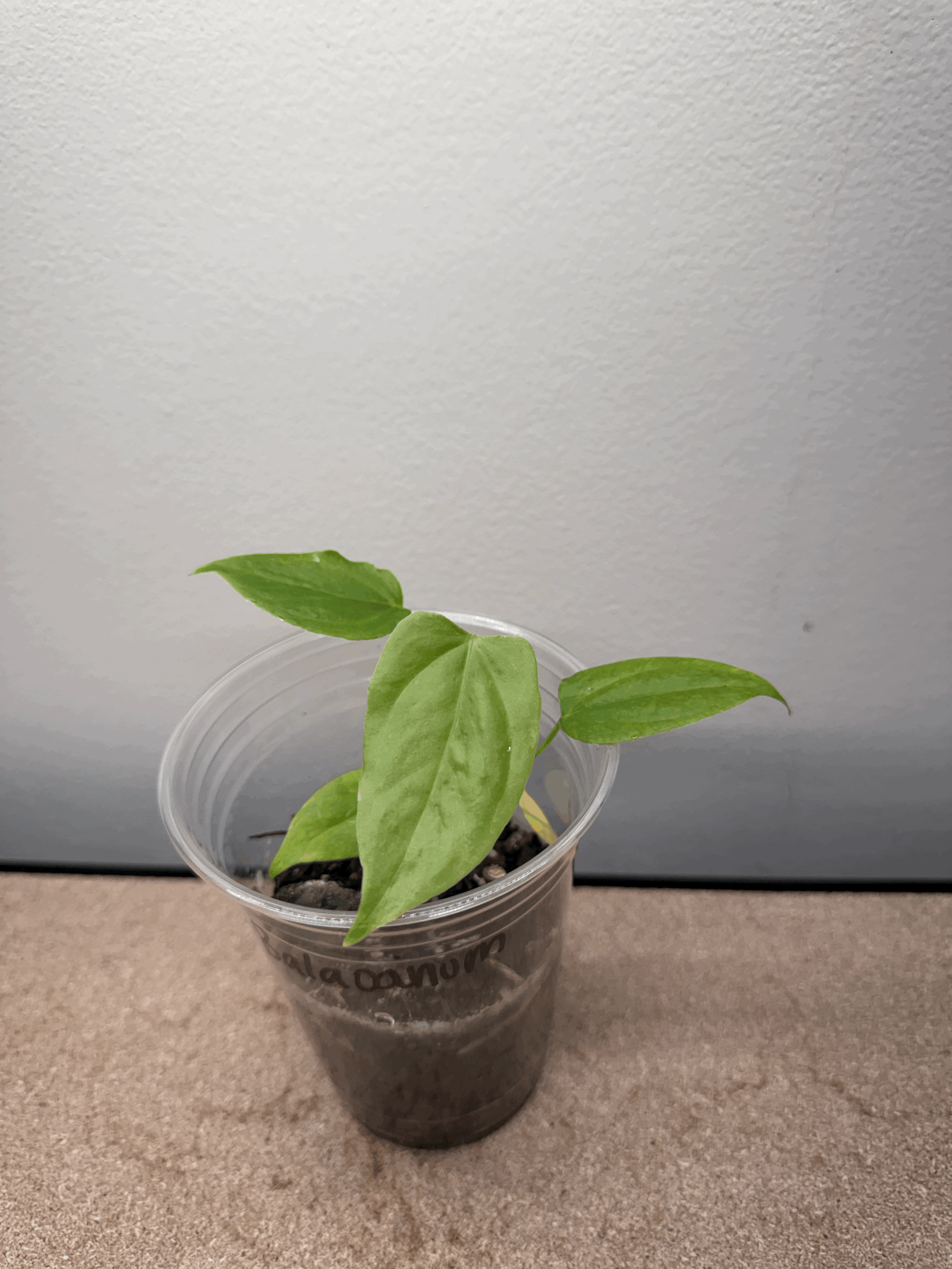 Anthurium Balaoanum - Growers Choice