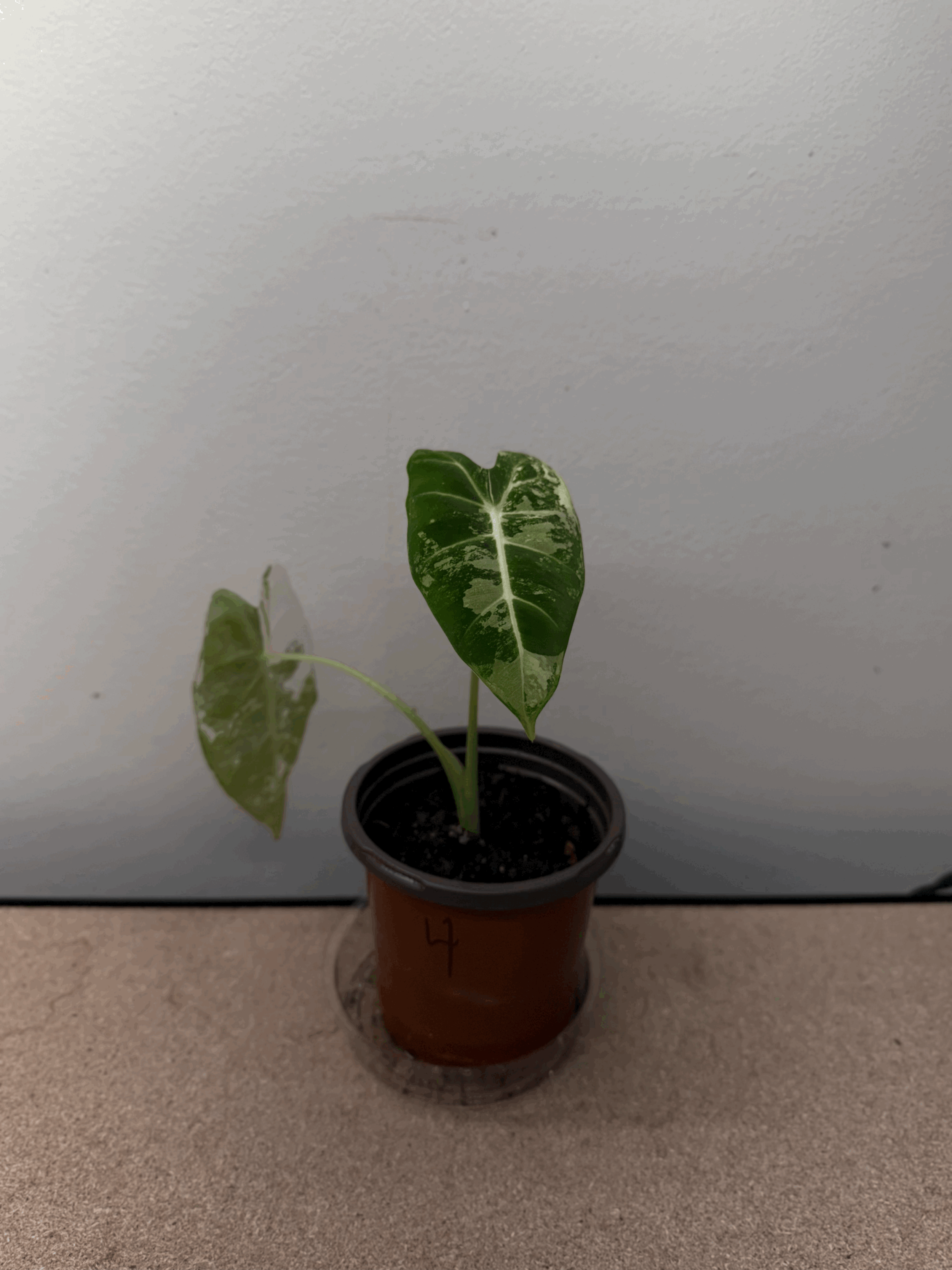 Alocasia Frydek - Variegated