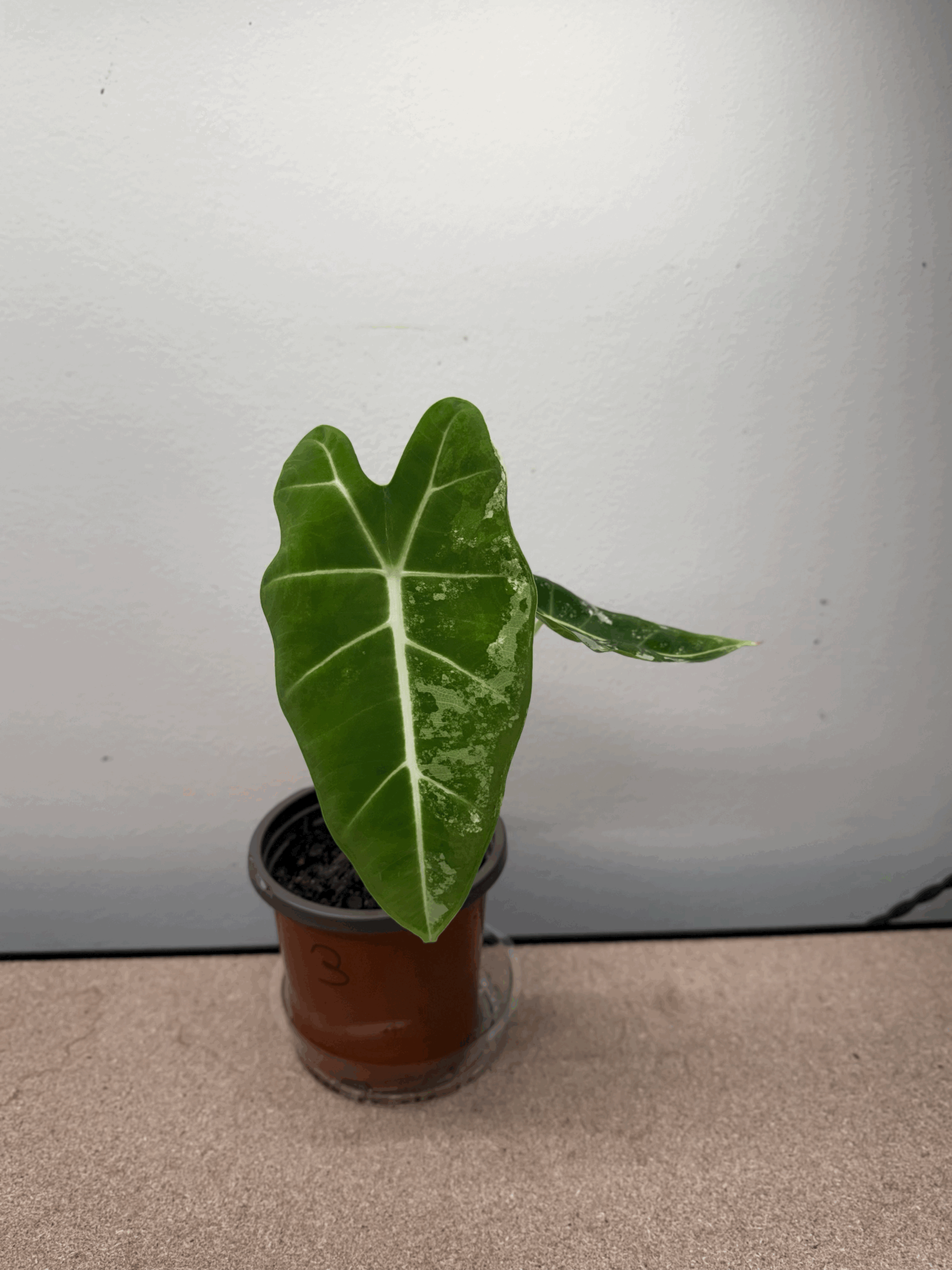 Alocasia Frydek - Variegated