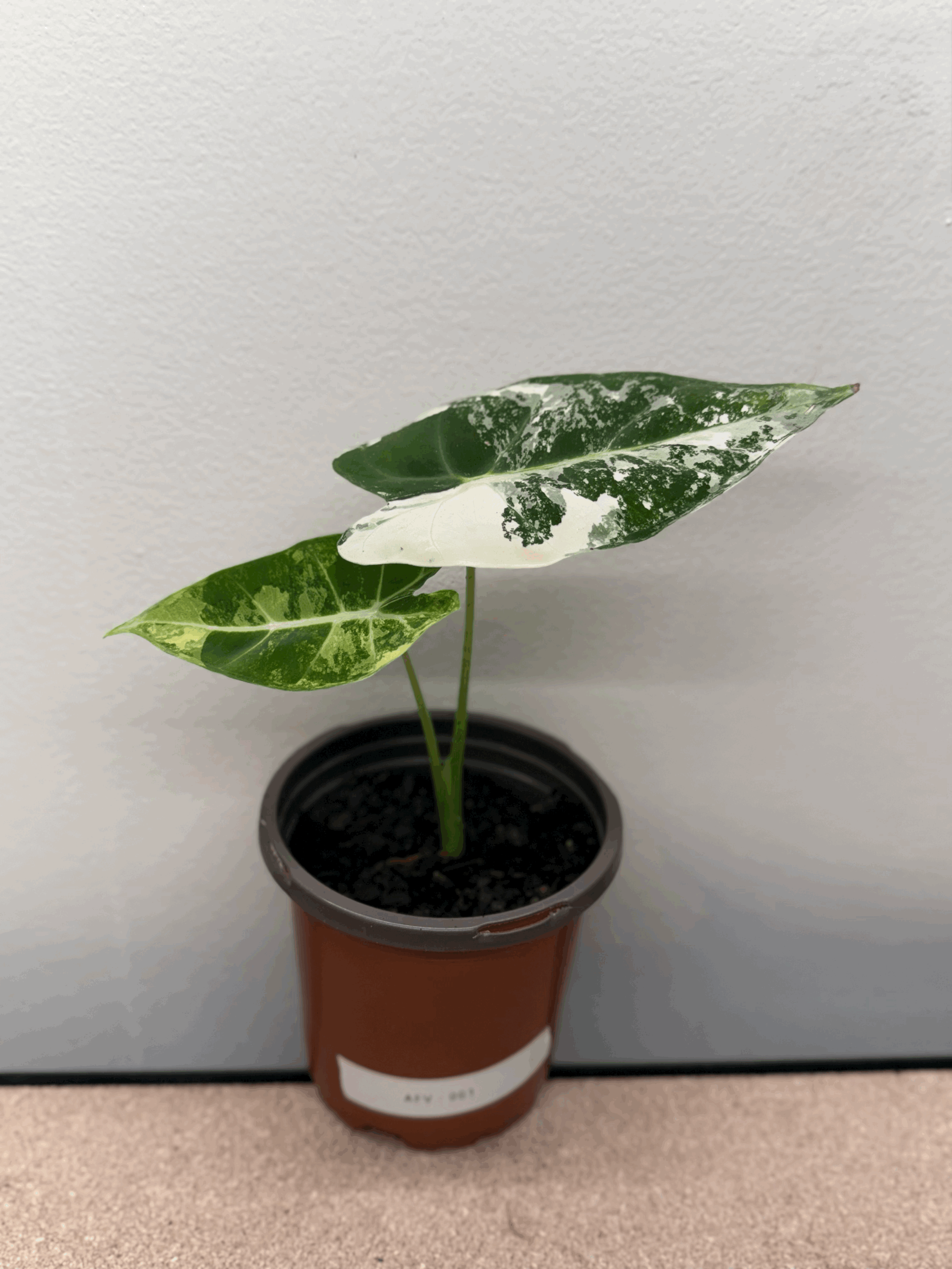 Alocasia Frydek - Variegated - Growers Choice
