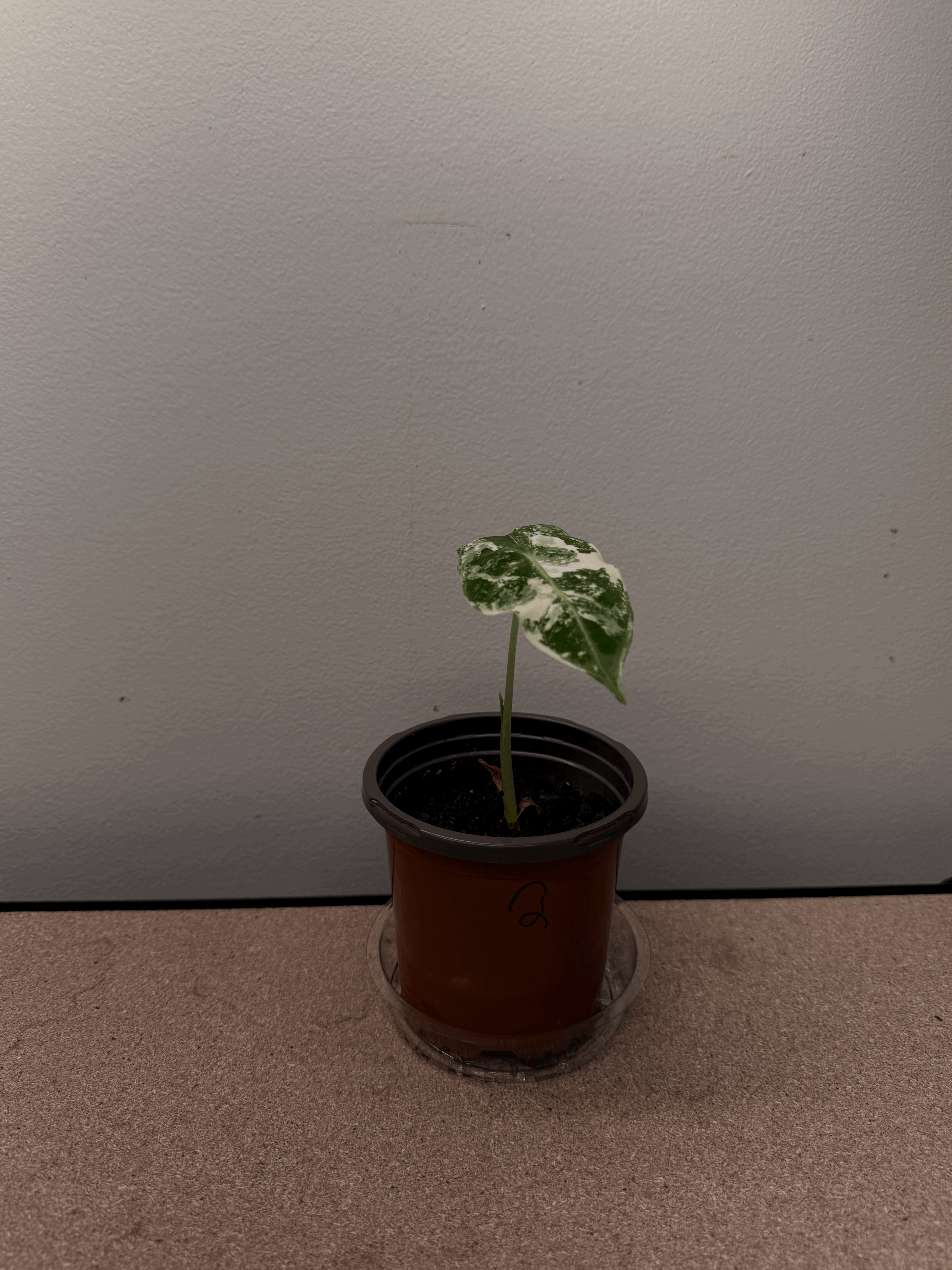 Alocasia Frydek - Variegated