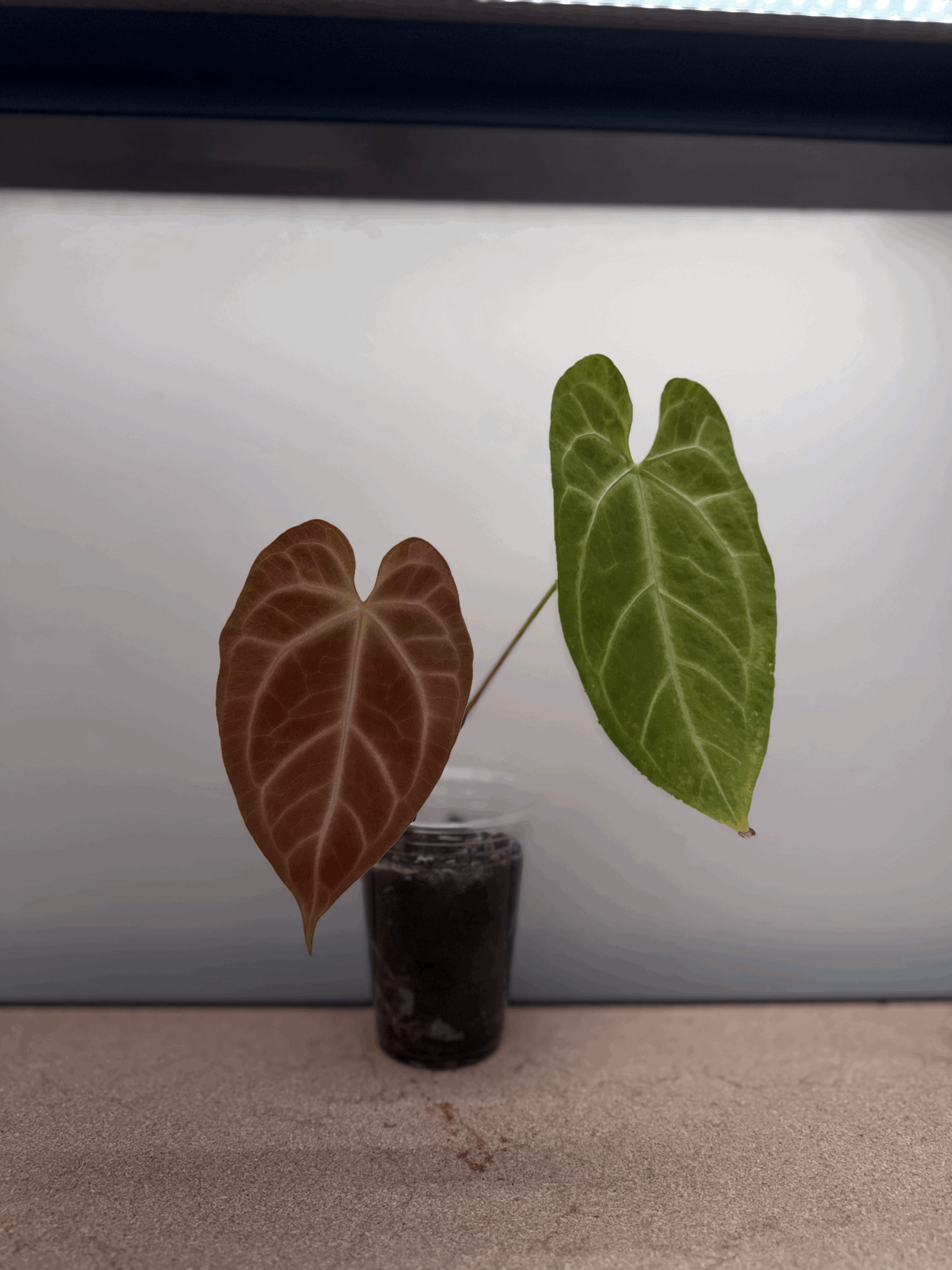 Anthurium Magnificum X Bessea Aff - Growers Choice