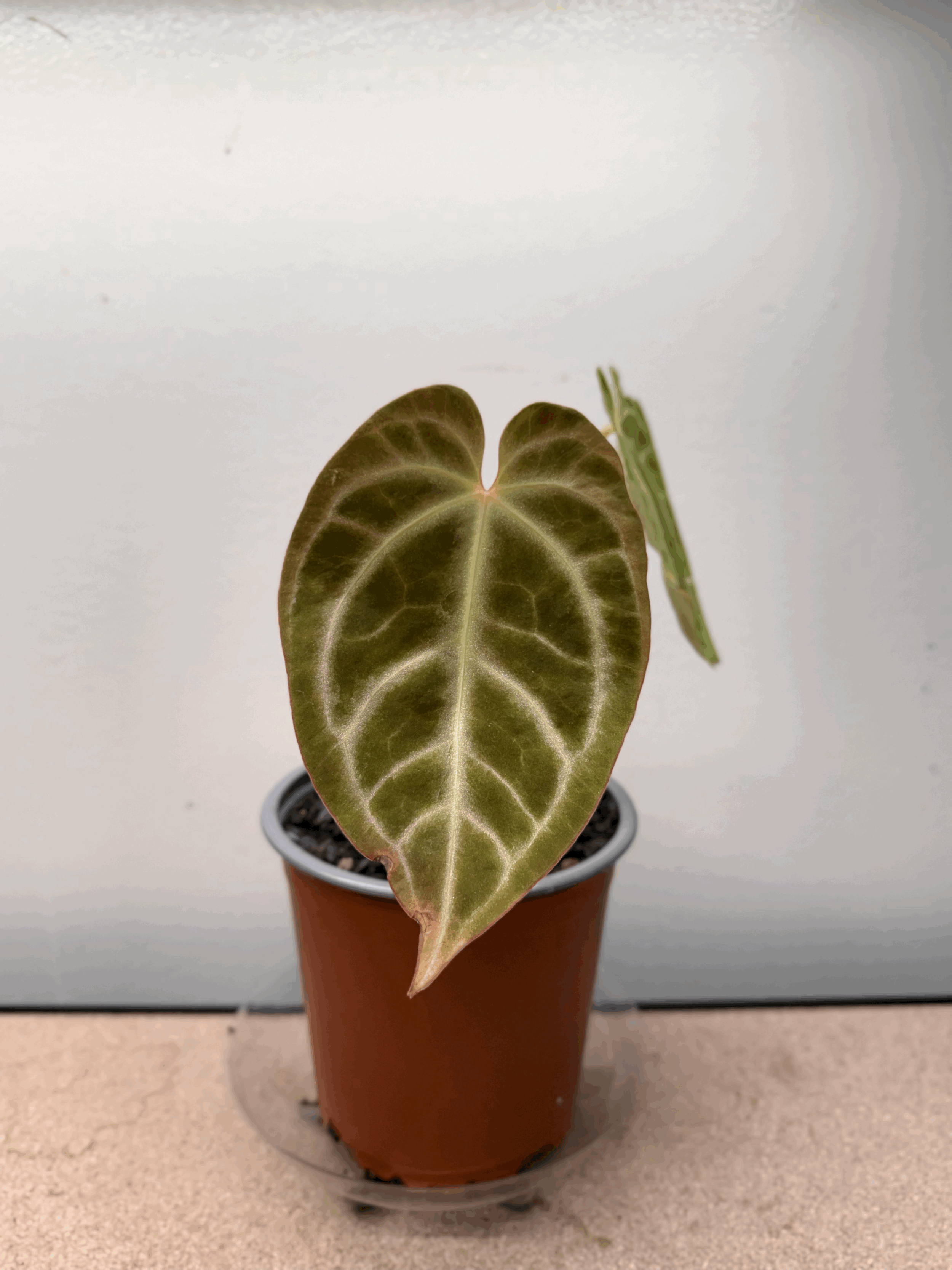 Anthurium Magnificum X Bessea Aff