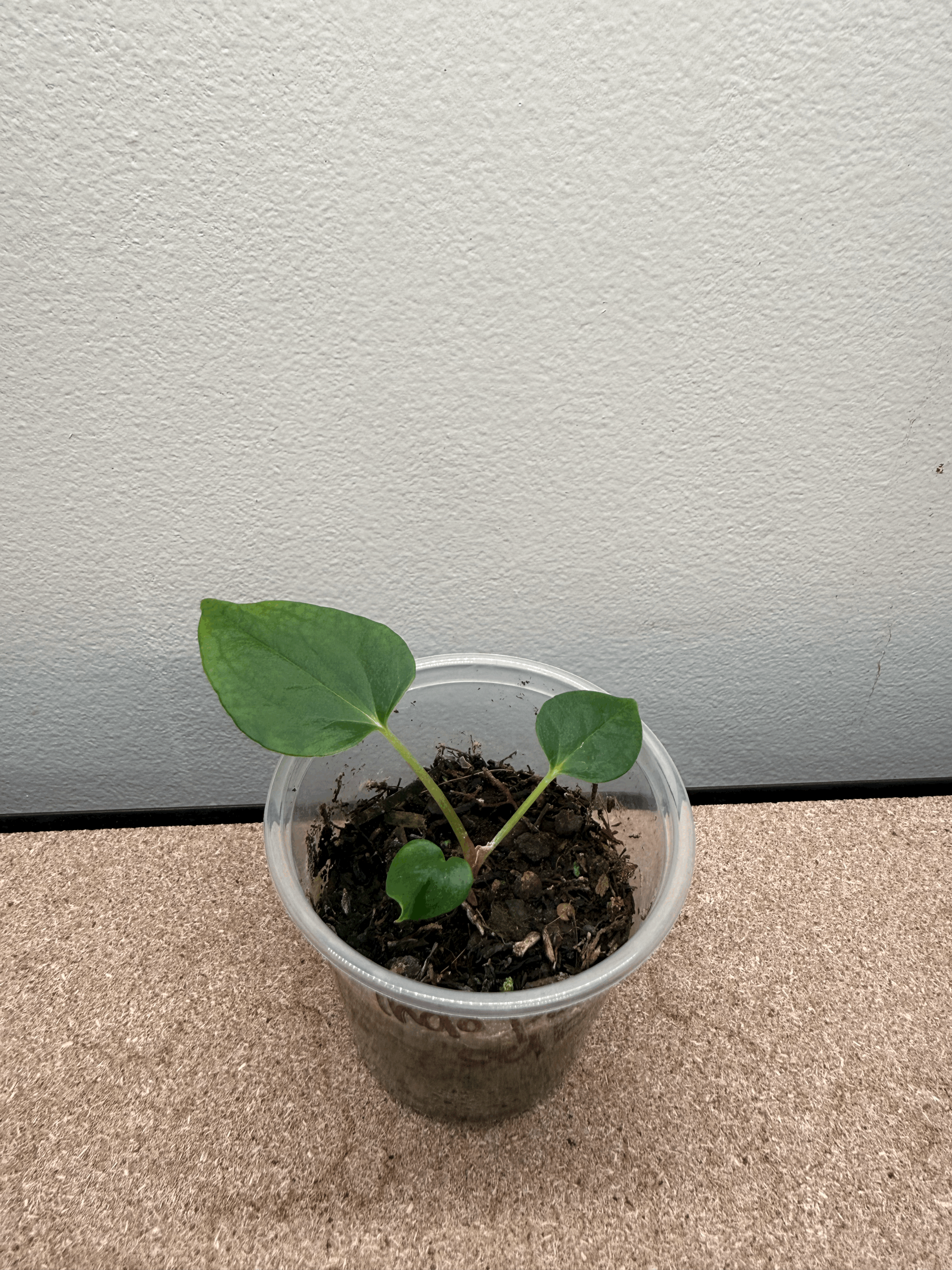 Anthurium Indonesian Portillae - Growers Choice